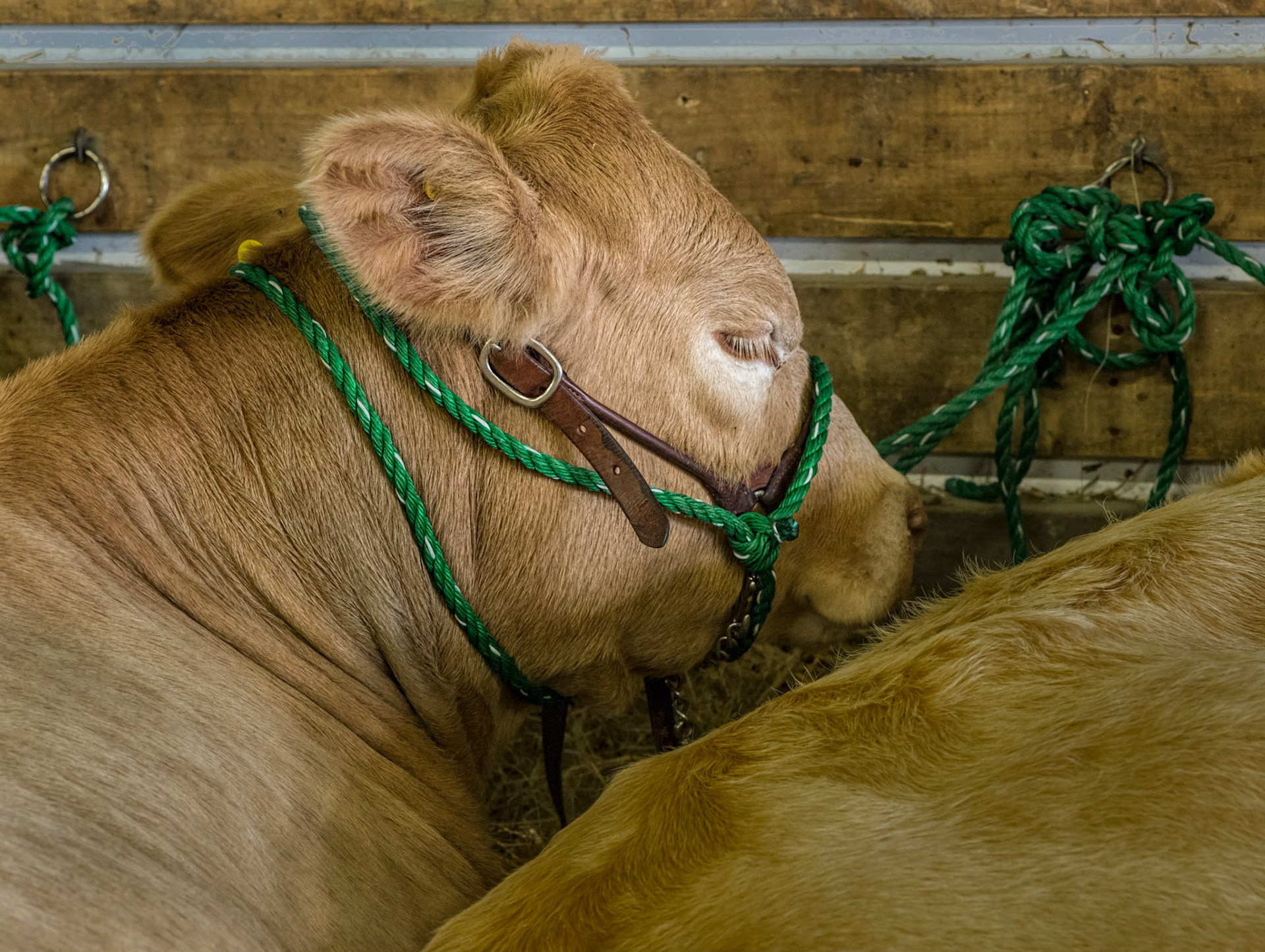 This cow seems quite happy that the competitions are over for the day.