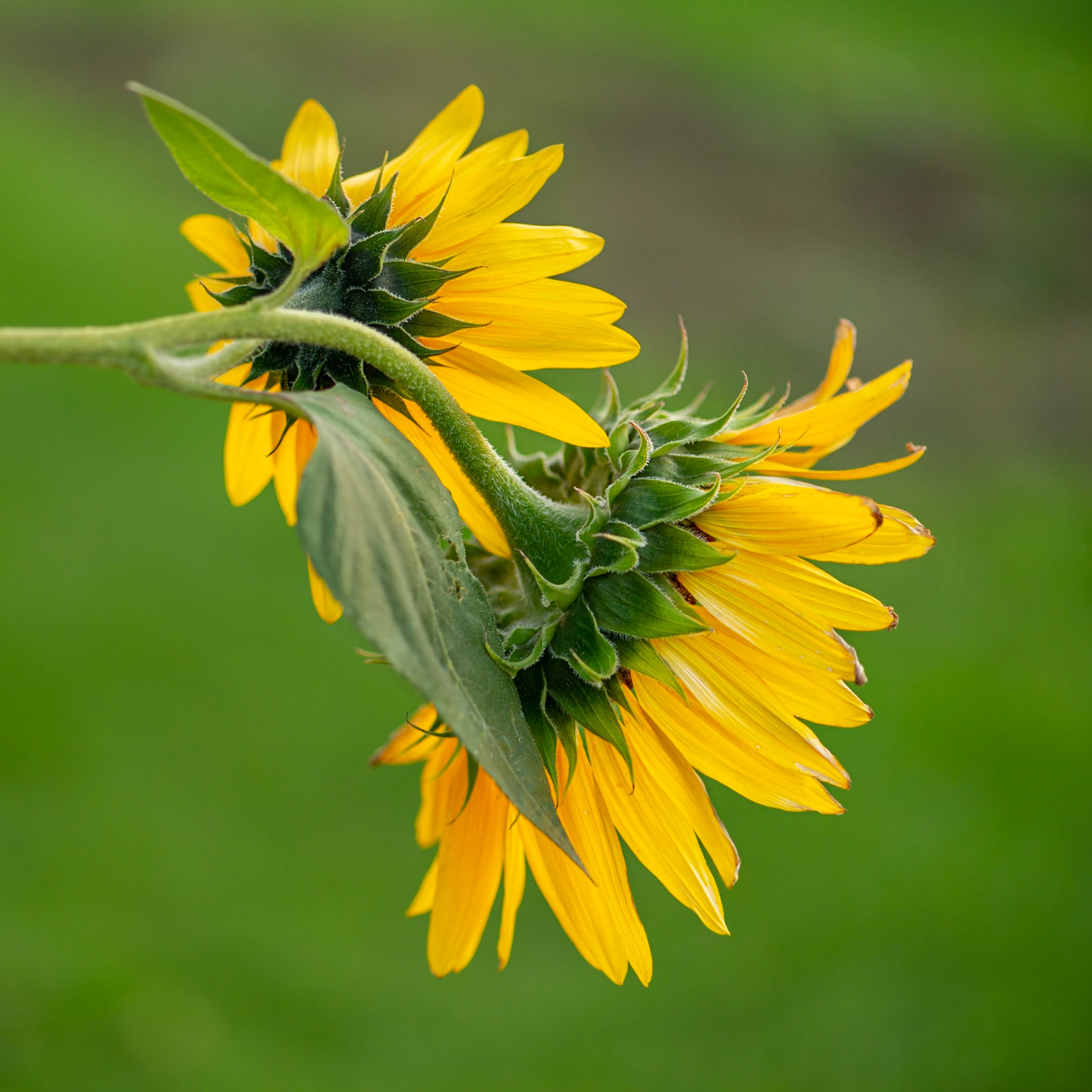 Sunflowers are wonderful photographic subjects. These were nicely lit by the evening sun.