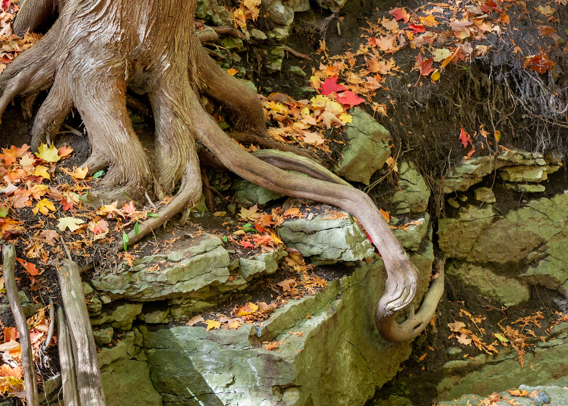 I find tree roots fascinating. This root caught my eye because of the way that it drapes over the rocks.