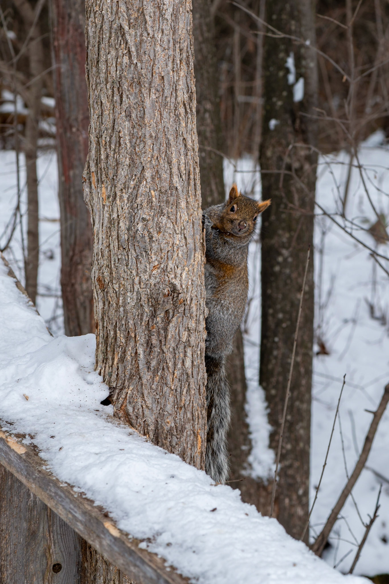 Some people feed the wildlife, but this creature left empty-handed from our encounter.