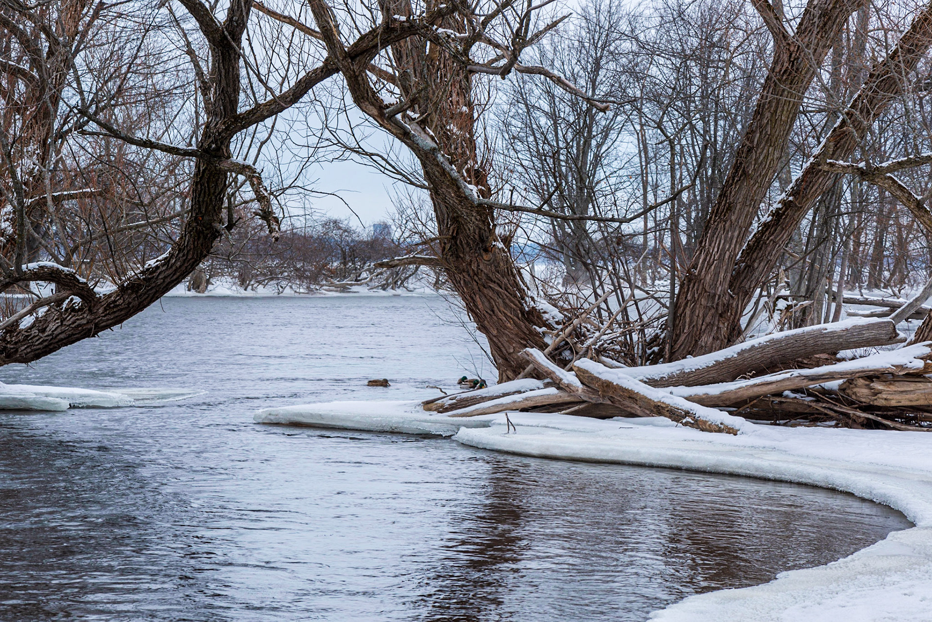 The horizontal arc formed by the ice in the foreground attracted me to this shot. The trunks in the middle ground form complementary vertical arcs.