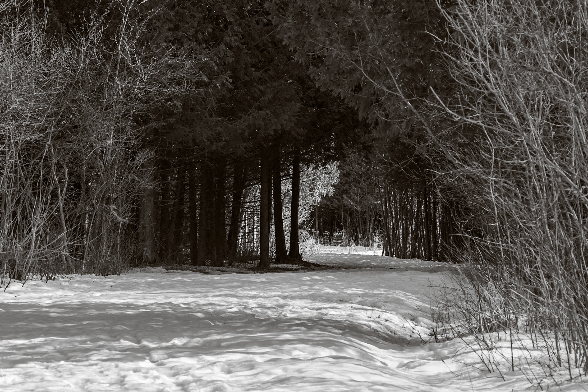 The sun would occasionally emerge from the clouds as we walked along the trail. Here, I was fortunate that it lit the way forward through the gloom of the trees.