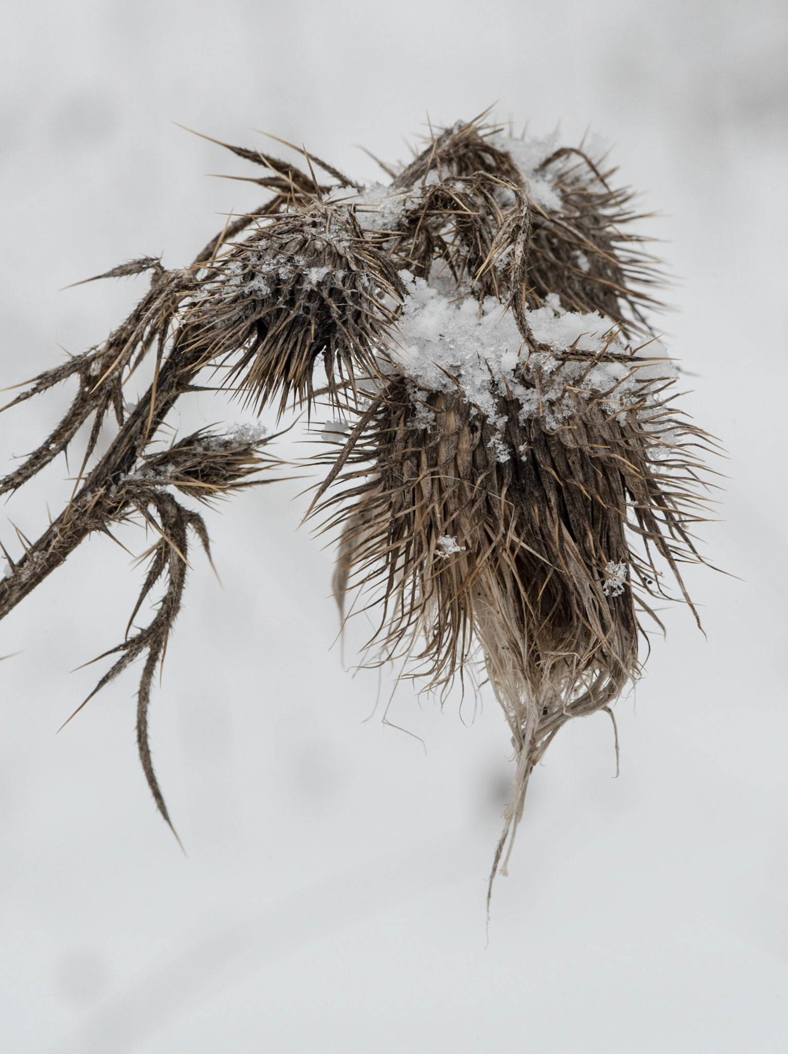 This was framed as a high key shot with snow in the background. There was a breeze blowing, so it took some work to get the sharpness I wanted.