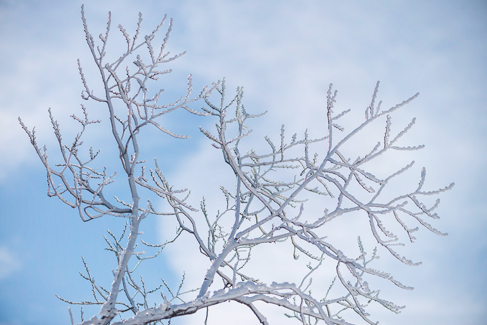 The snow that coated the trees together with the soft light enabled this shot. It always pays to look around.