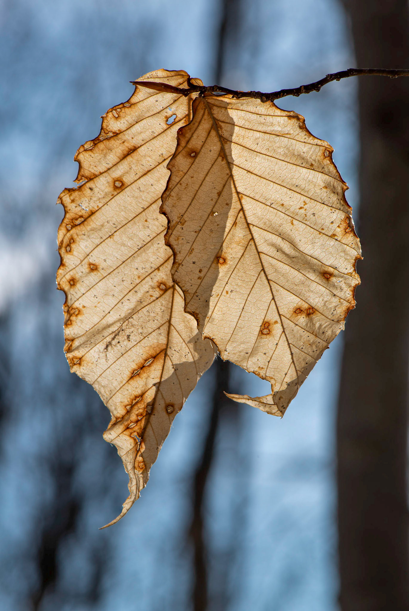 It was tricky to capture this shot because the leaves would move at the slightest breeze. The strong yellow/blue colour contrast gives this shot its punch.
