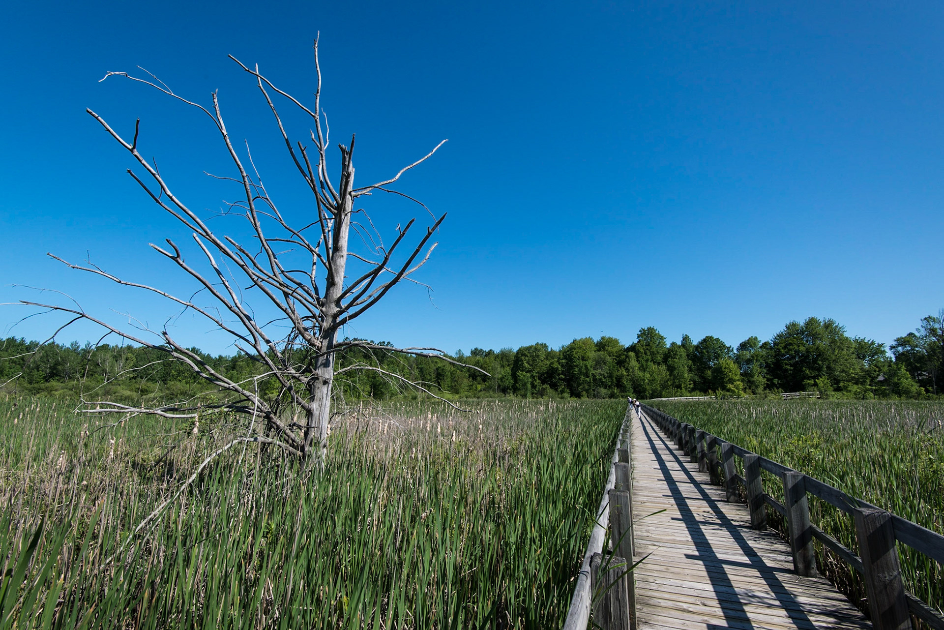 Mer Bleue Bog Trail, Ottawa, Ontario; RA Photo Club Outing; June 2013