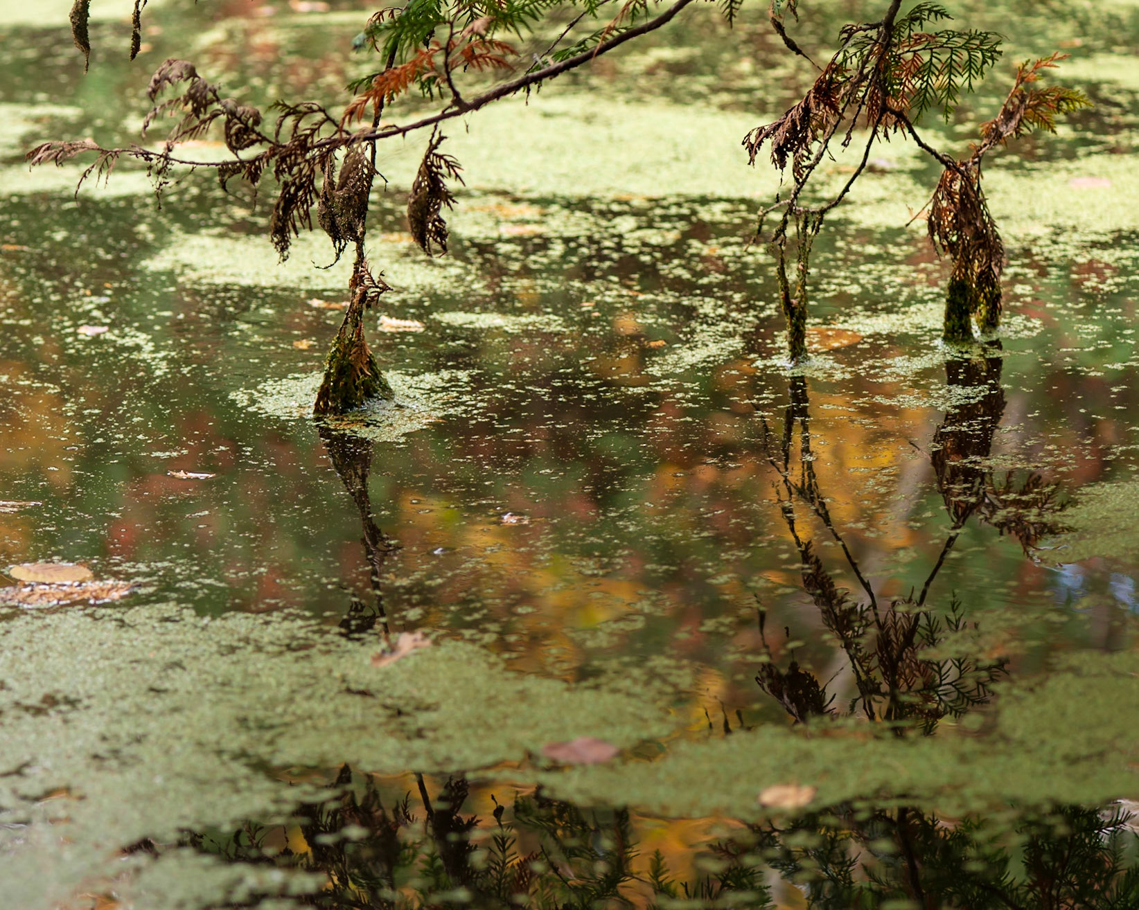 The way the tree has reached down to touch the surface of the water seems touching, almost intimate, to me.