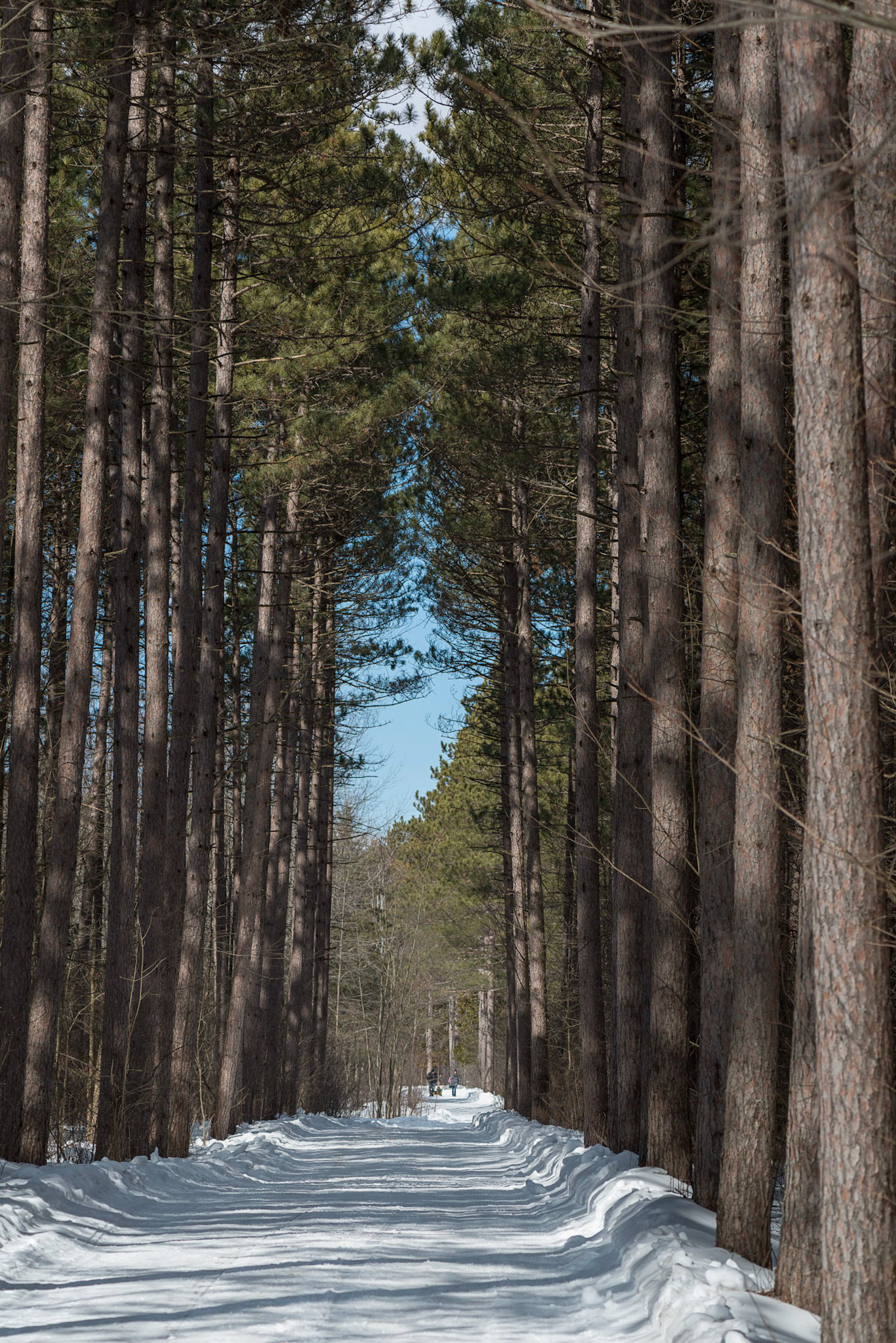 This is the main road leading from the Interpretation Centre into Limerick Forest, boardered with majestic trees on either side.