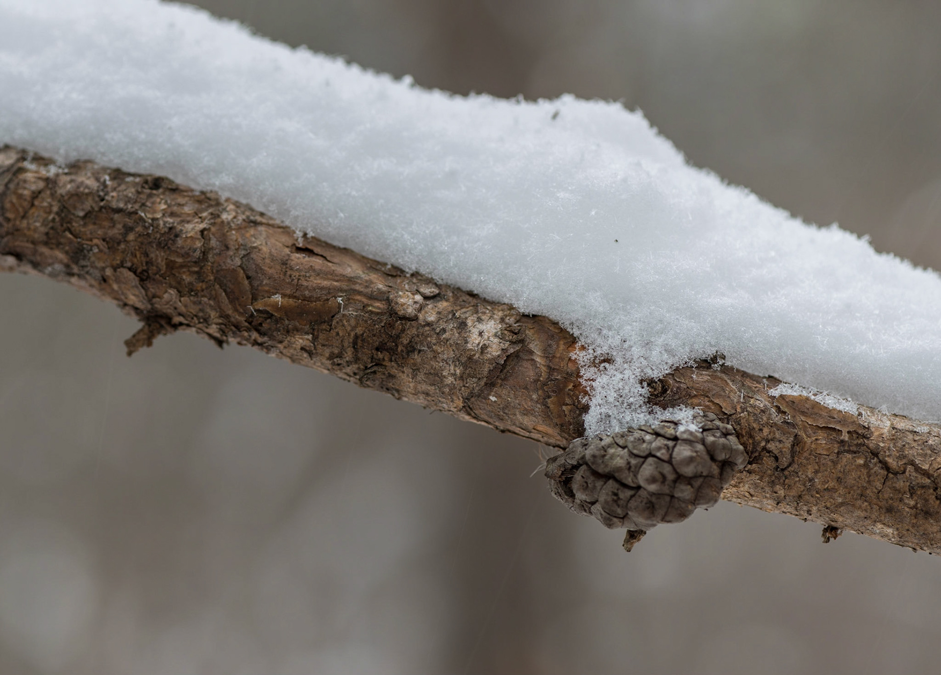 This is a macro shot of a pine branch that speaks to me of new life patiently awating the arrival of spring.