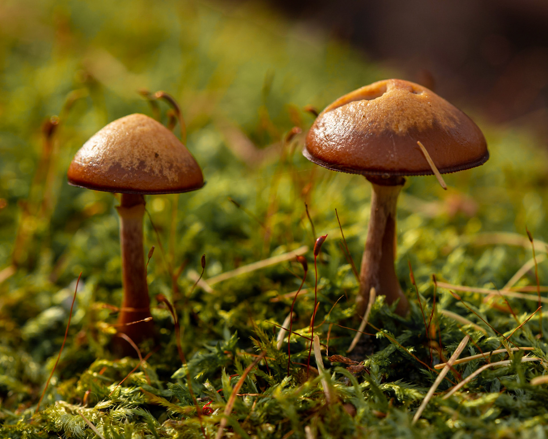 Site 3. These mushrooms were little more than an inch high. Shot handheld while lying on the ground.