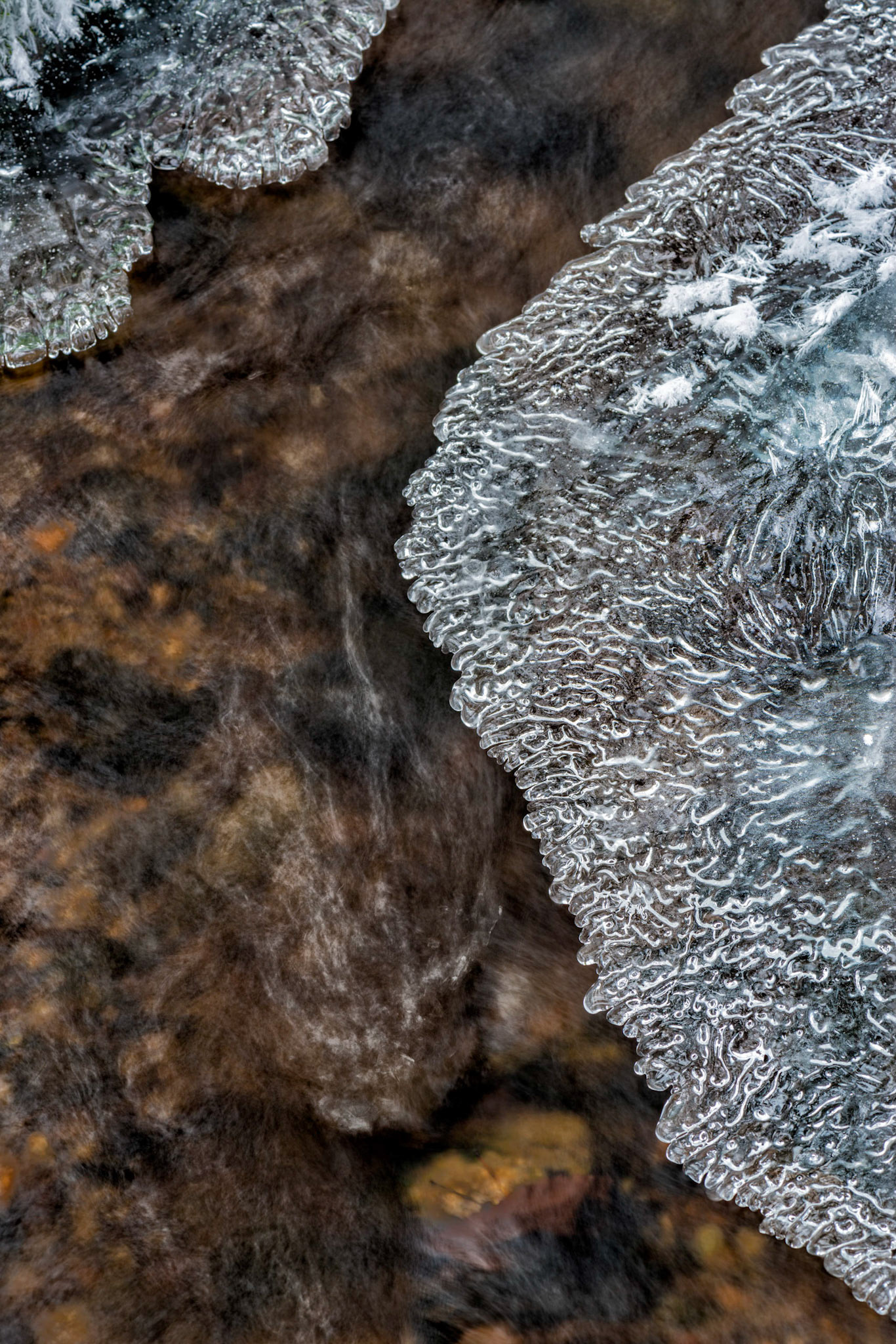 Foret La Blanche, Quebec; RA Photo Club Outing; November 2013