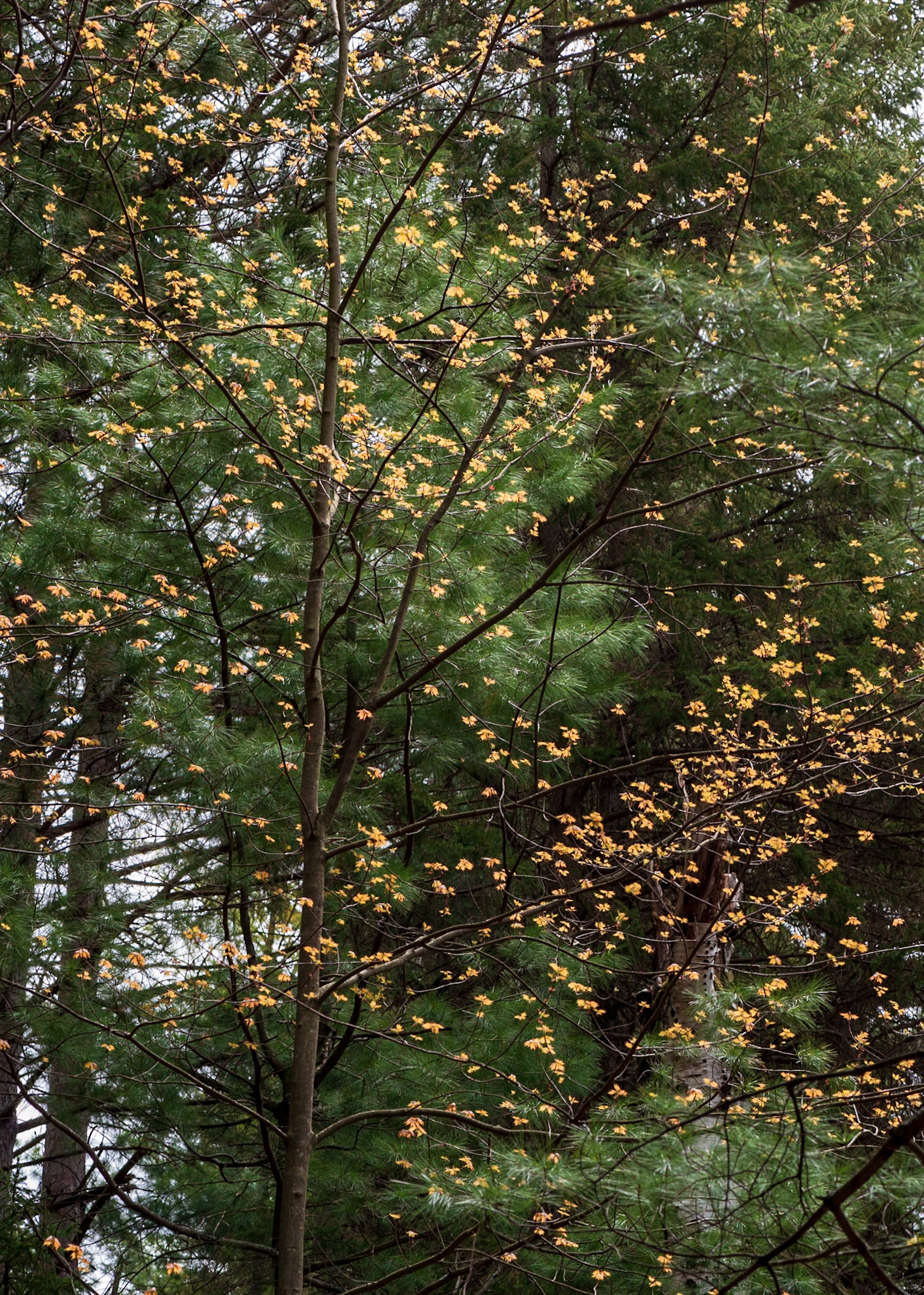 There were many shots like this, where the bright yellow leaves seem to add sparkle to the scene. There is some competition from patches of sky, but the yellow predominates.