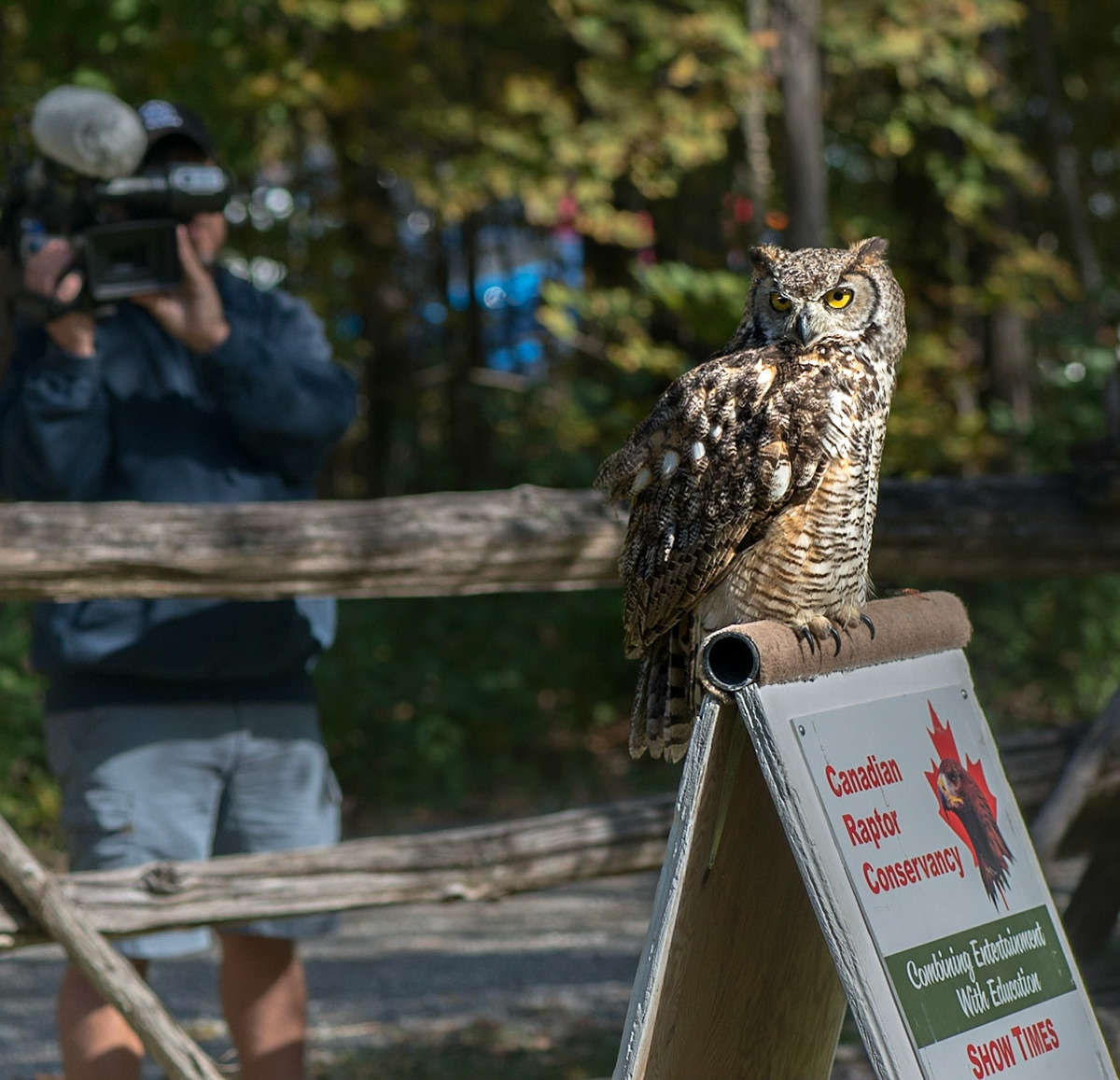 The Canadian Raptor Conservancy provided a display of several raptors and here an owl awaits the signal from its handler to take flight