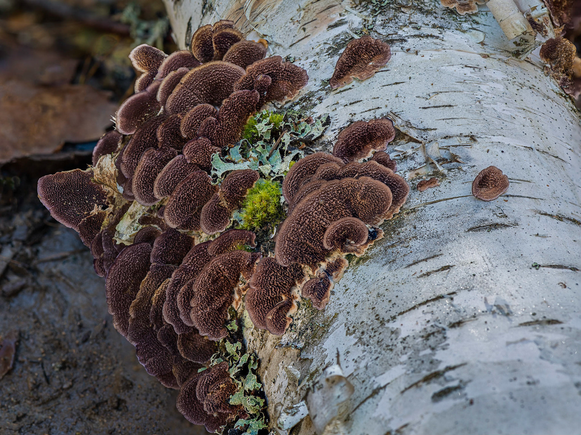 These are the same mushrooms from the previous photo, but shot from a different angle where the light gave them a somewhat different colour.
