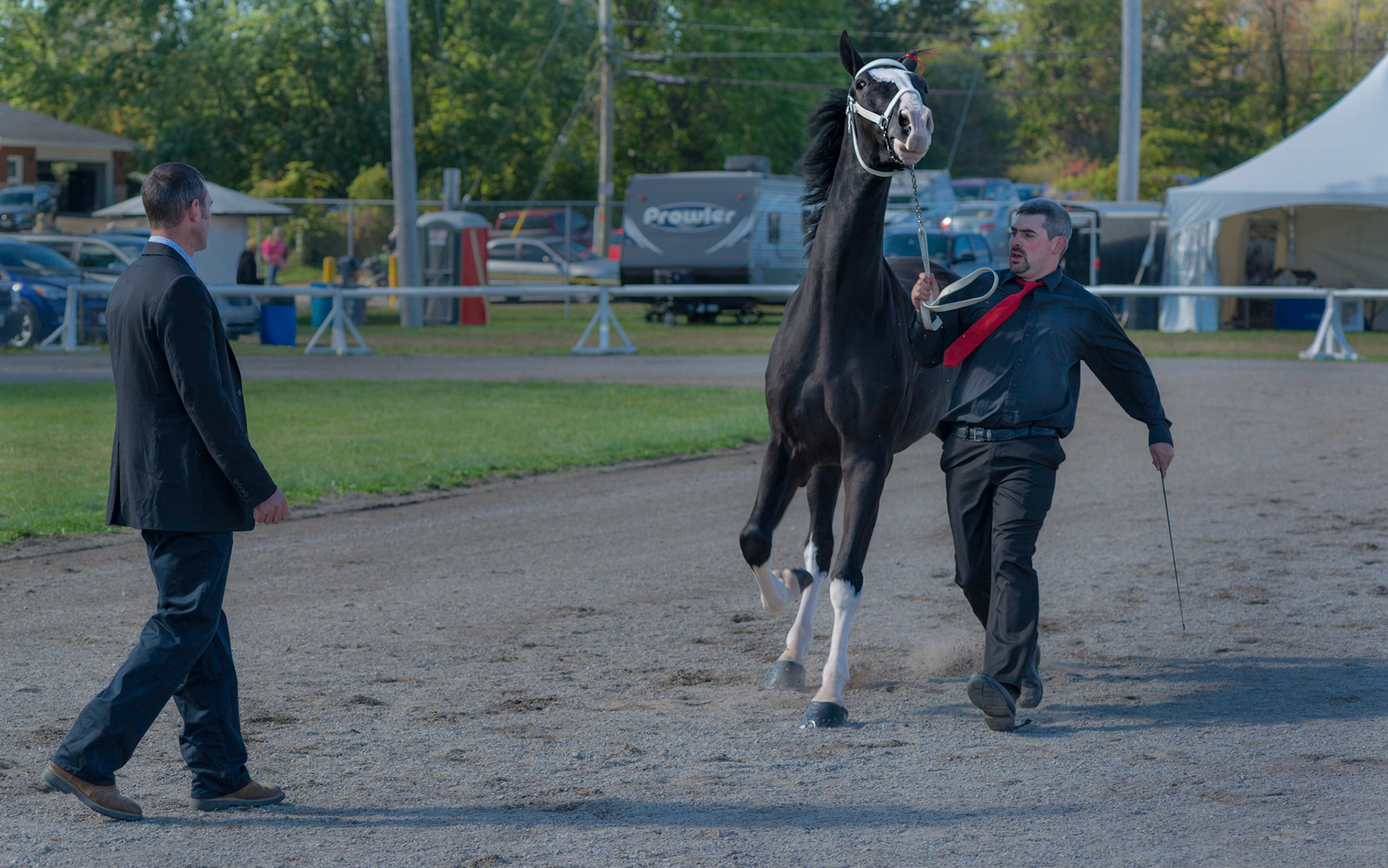 This exuberant horse was wary of being judged at the 2017 Metcalfe Fair