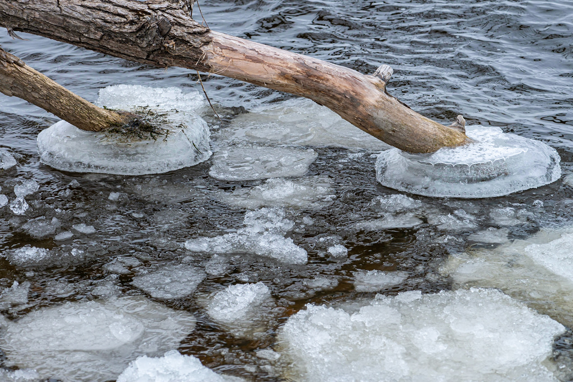 Branches with a skirt of ice where they touch the water.