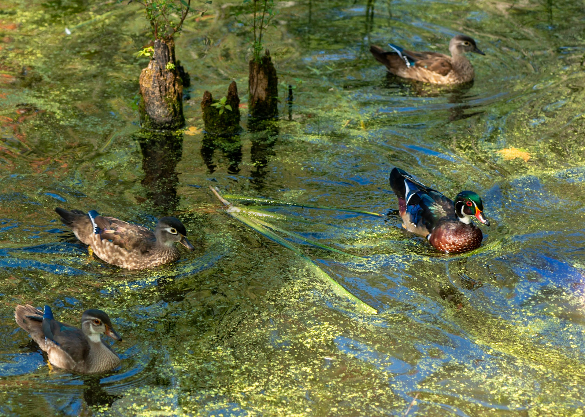 Many people visit the lake and the wildlife are not afraid of our presence.