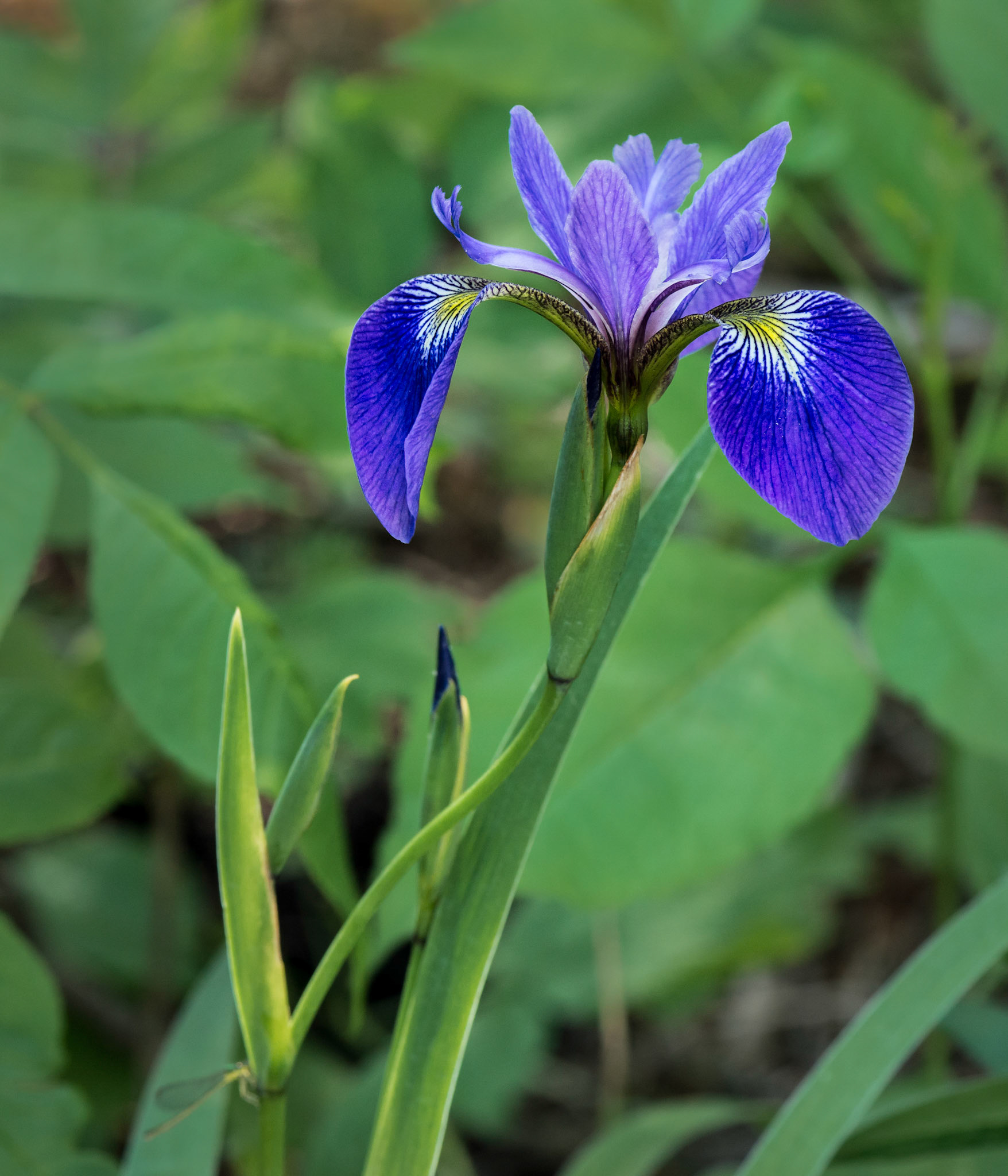 There were many wild flowers in bloom under the forest canopy. This one was found along the Island Loop trail.