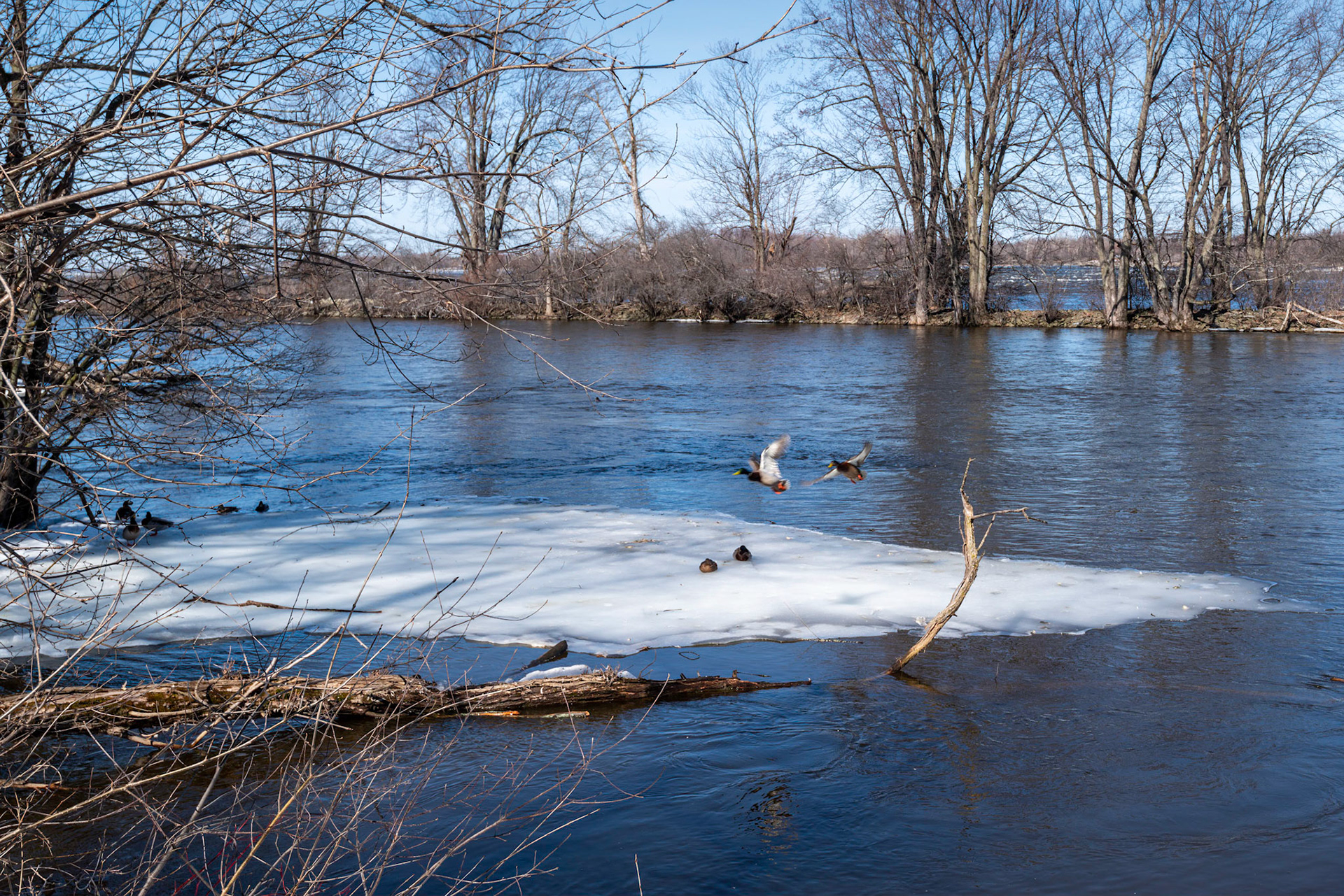 The sheltered area of the Ottawa River near Mud Lake is home to a large population of ducks.