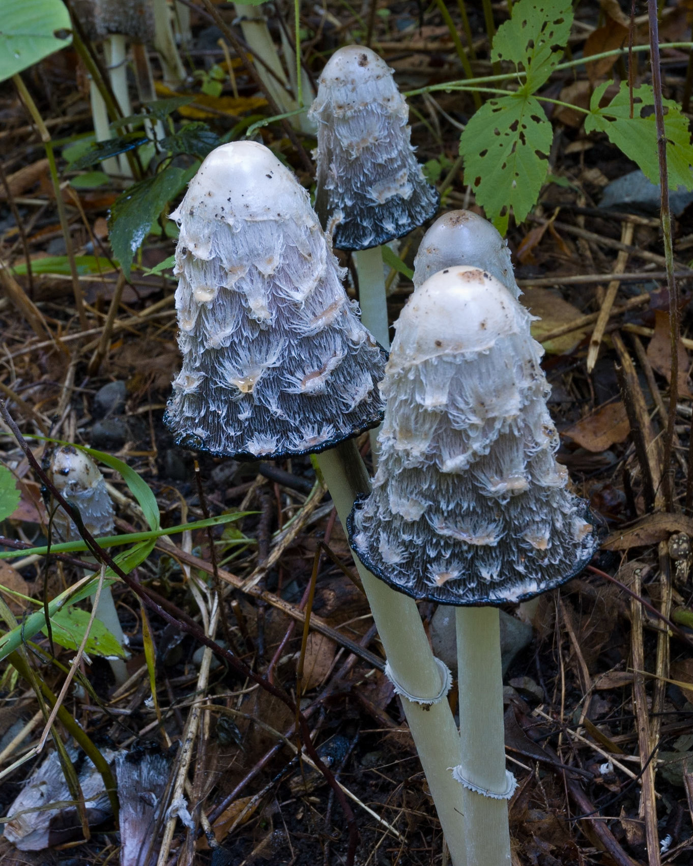 Monaghan Forest, Ottawa; RA Photo Club Outing; September 2006