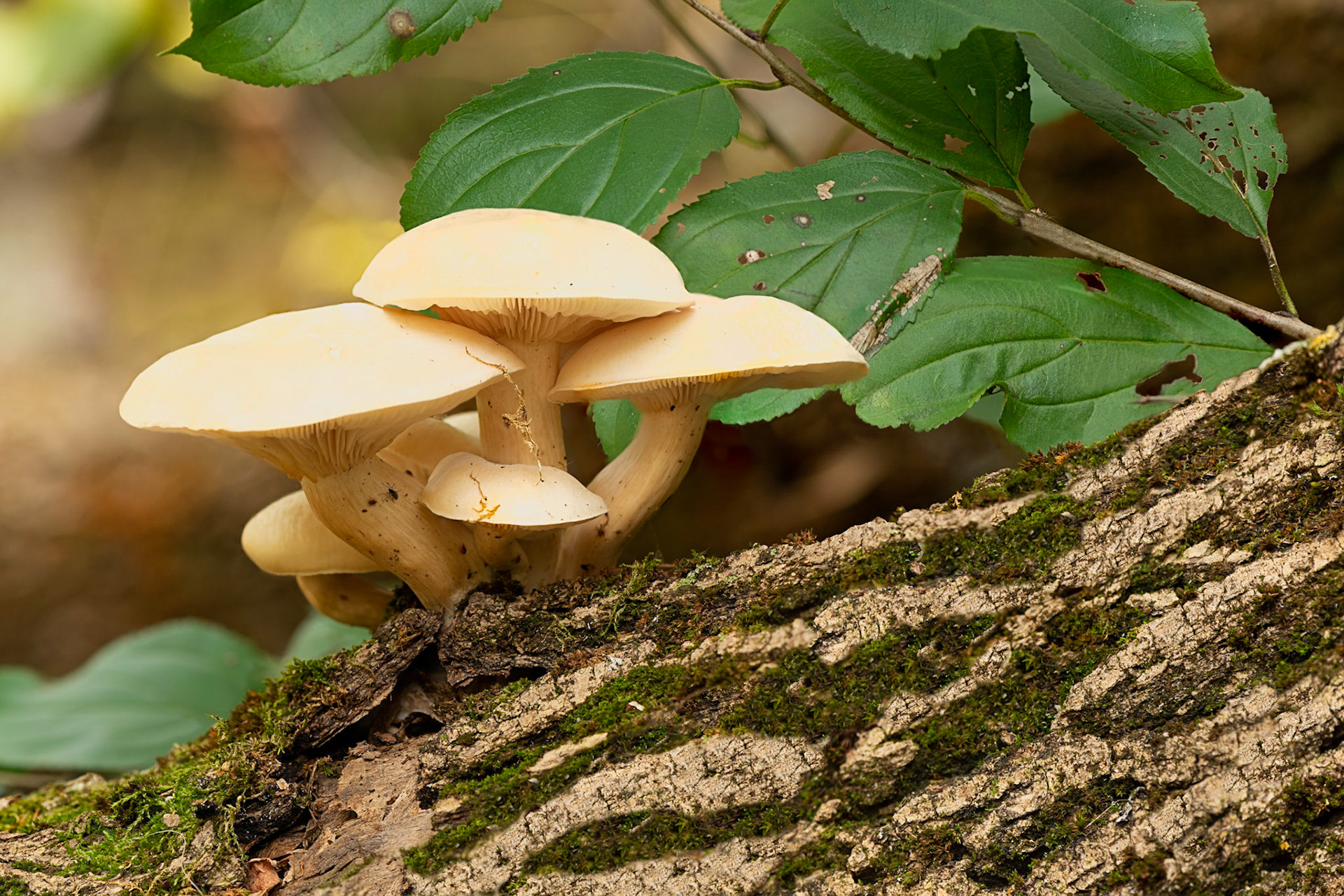 These mushrooms were nicely positioned at chest height on a decaying branch.