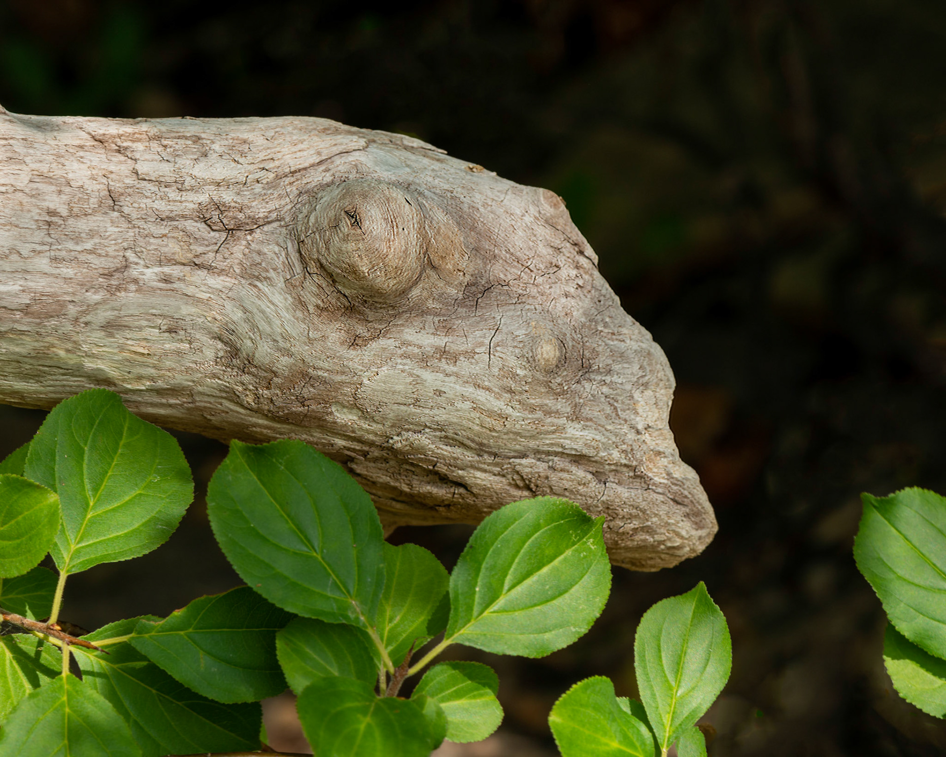 Do you ever have the feeling that you are being watched? As I neared the end of my outing, I turned around to find myself being keenly observed.