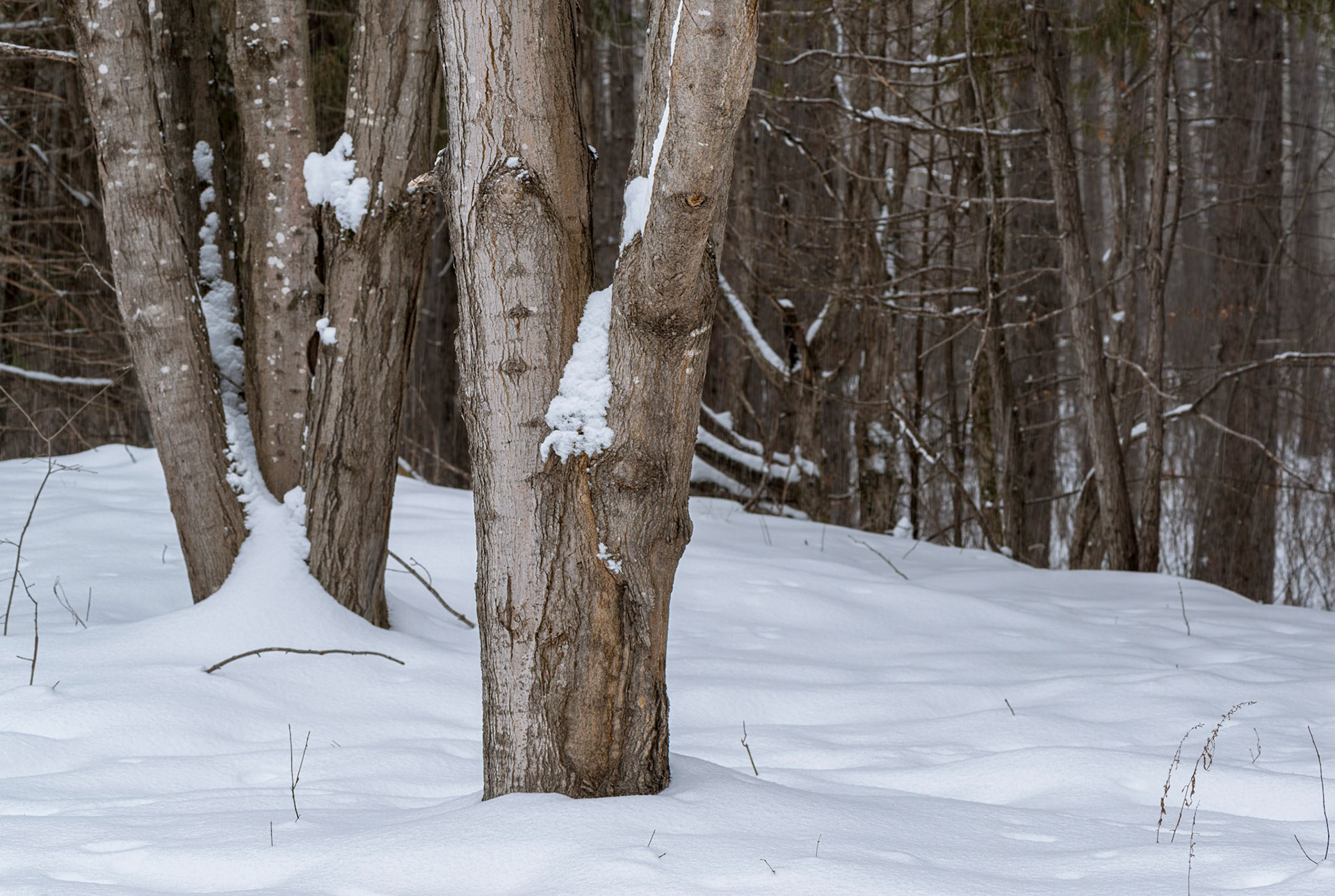I often find myself drawn to trees. Here we see the warmth and solidity of the trees surrounded by the softness and coolness of the new fallen snow.