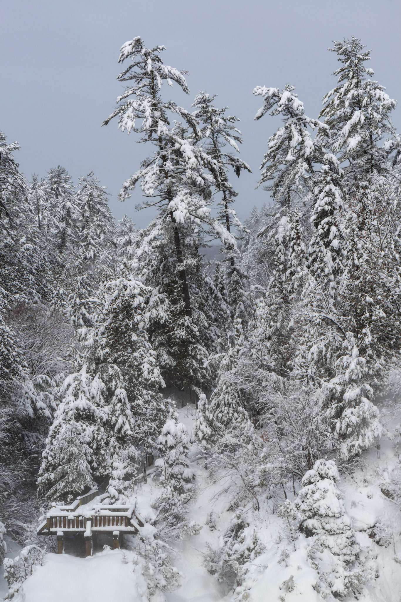 From the second bridge, here is a tighter shot of the main observation platform in it's forest context.