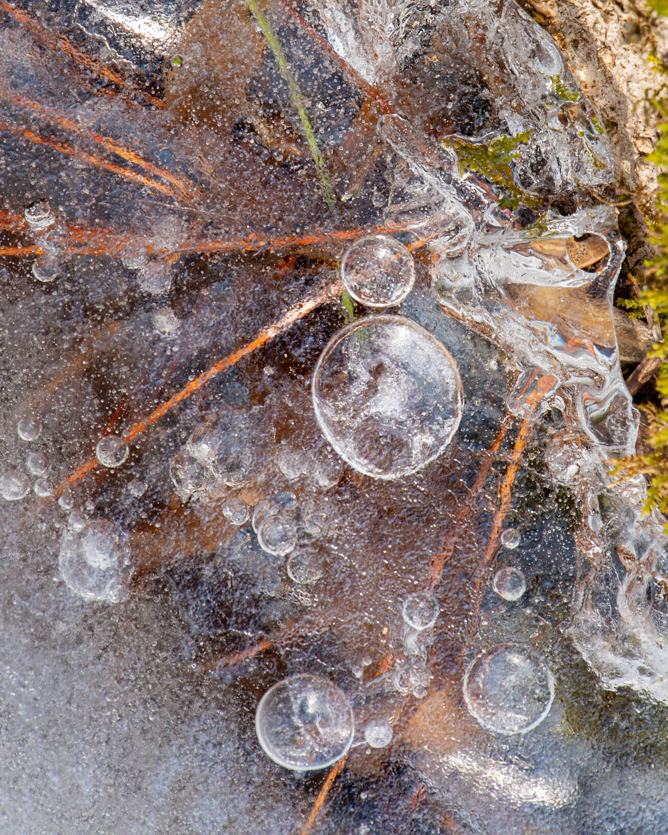 I thought these frozen bubbles formed an interesting pattern. There is a juxtaposition of the circles of the bubbles and the lines formed by the twigs embedded in the ice.