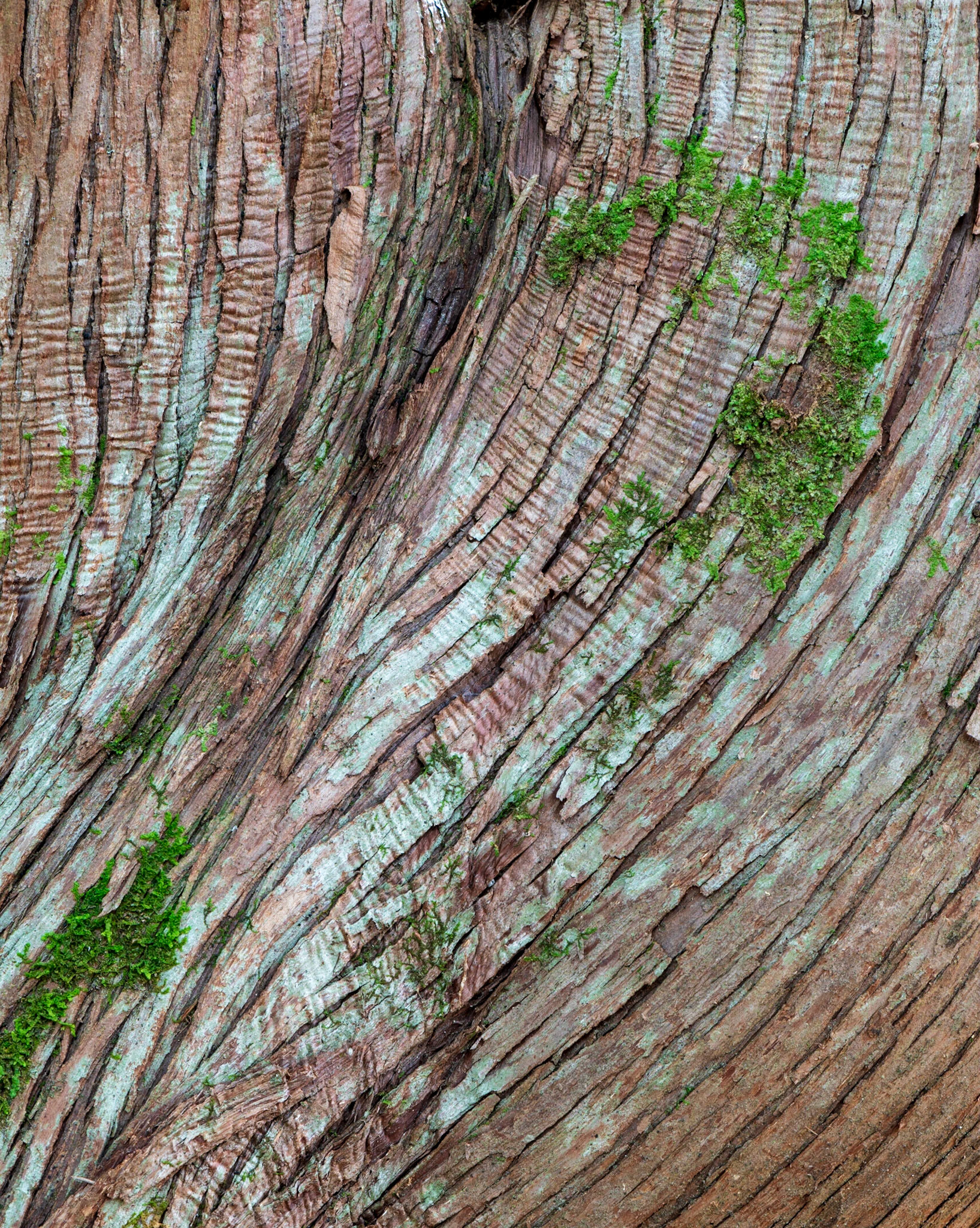 Trees are an ongoing subject that I like to explore. In this case, I found the curves in the bark and the corresponding curve formed by the lichen quite appealing.