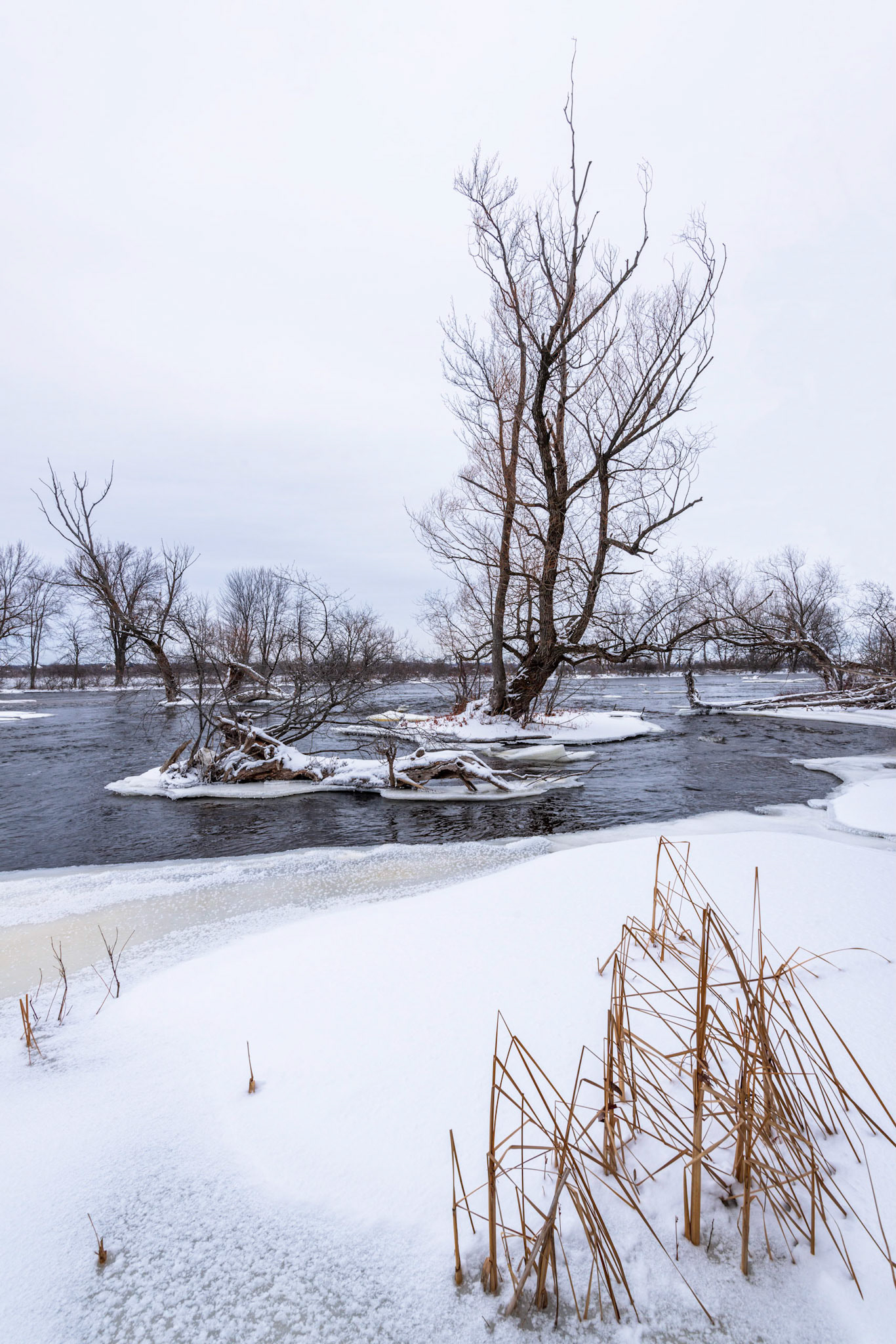 In this case, I sought to use the foreground reeds as an element to anchor the composition, with the bent over reed stalks as lines pointing to the middle ground tree that is the subject of the photo.