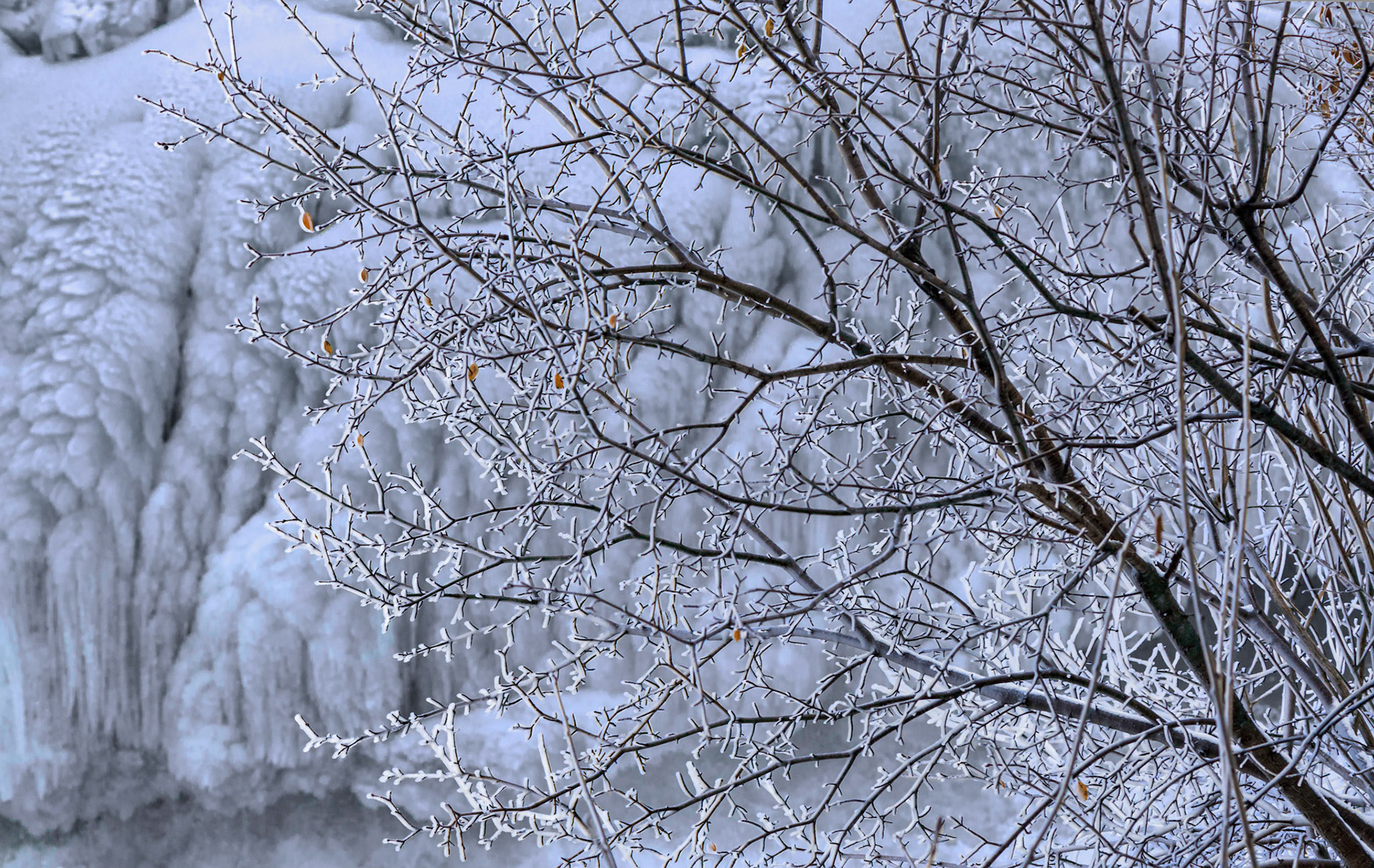 I was attracted to the backlit ice and snow on the tree branches. The original background was strongly yellow due to the silt in the water, but I’ve shifted it to a colder blue to evoke a sense of winter.