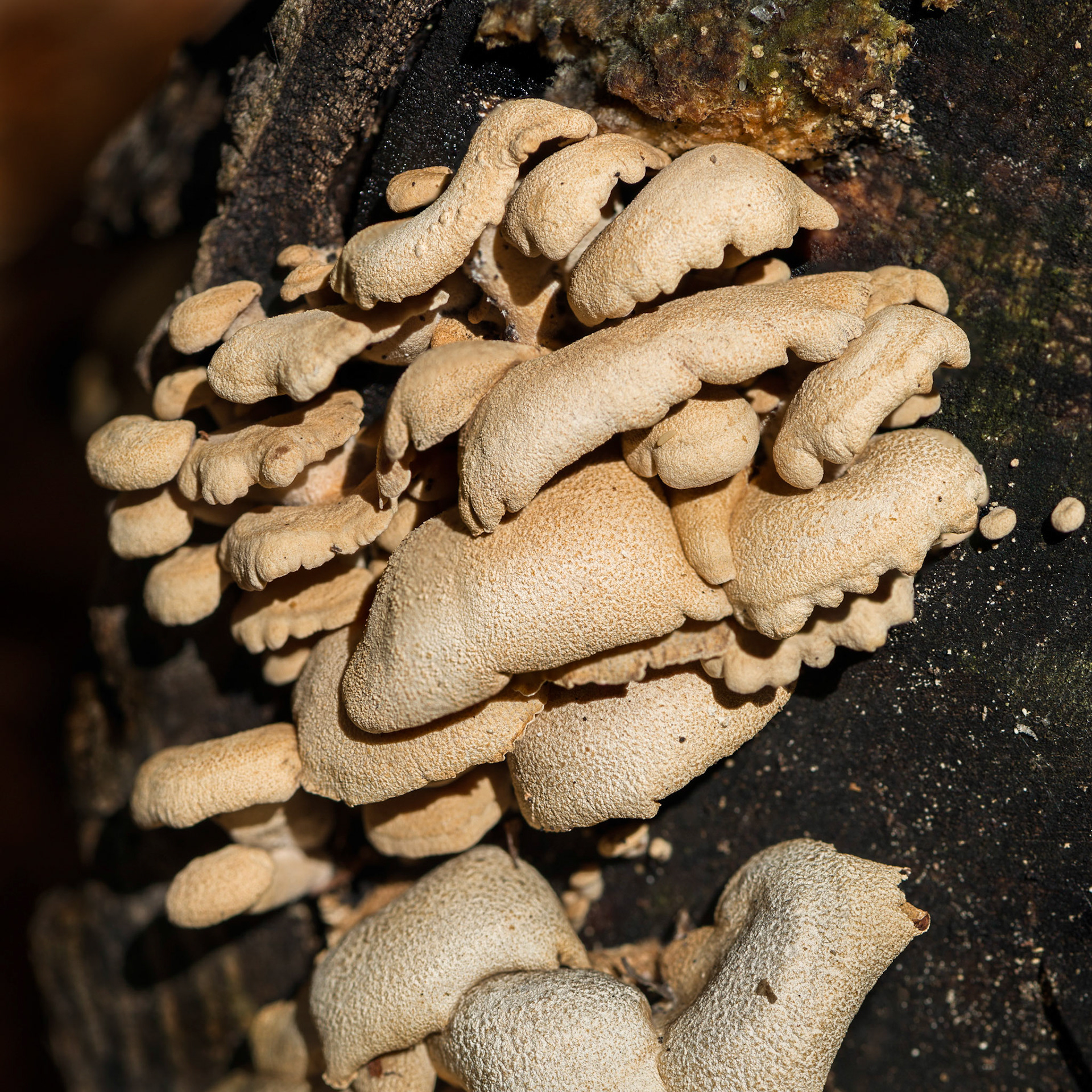 While midday light generally isn't ideal, here the harsh shadows help to provide separation between the mushrooms, and emphasize them against the dark log.