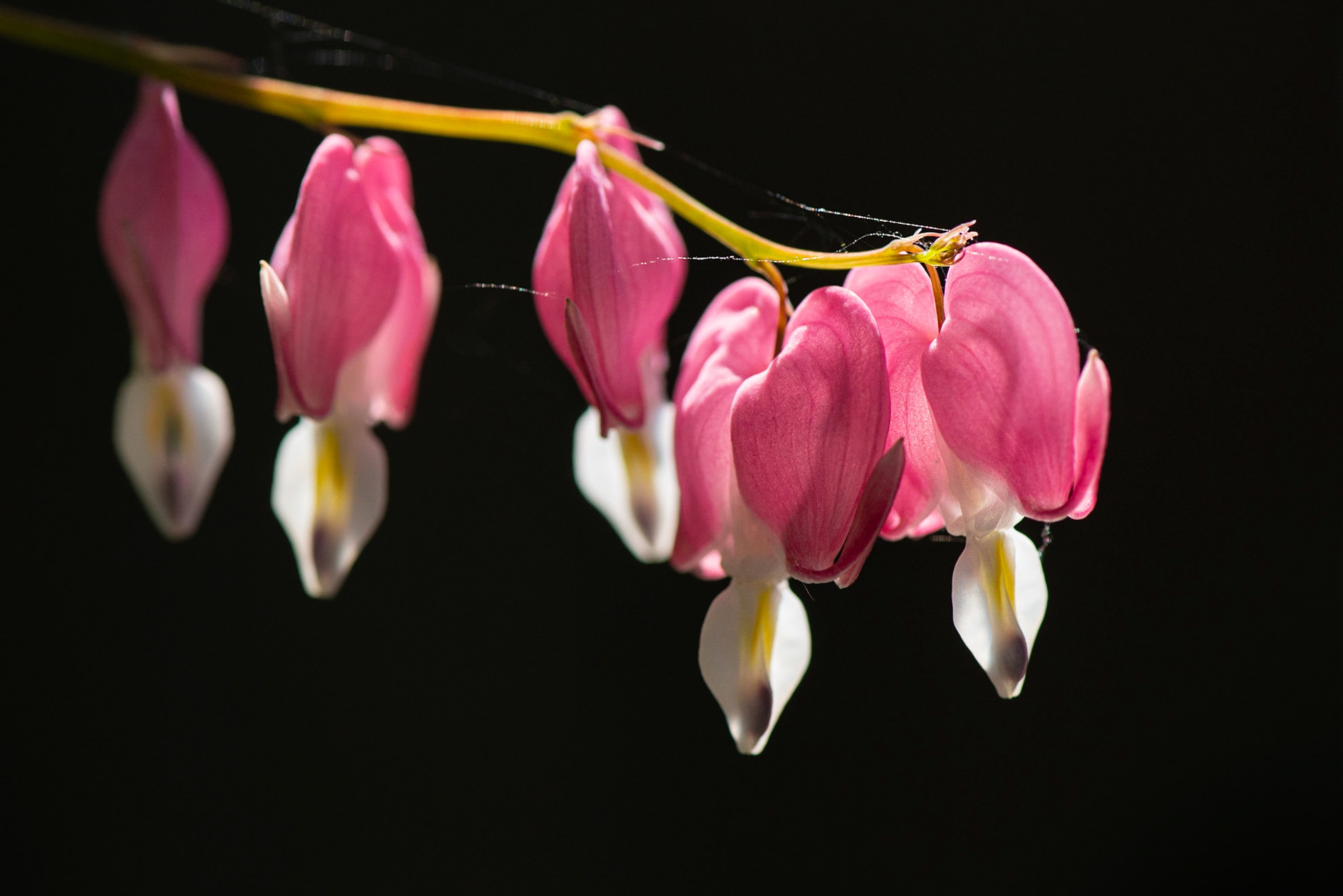 I chose a position facing deep shadow while the foreground blooms were backlit. As a result, the background is almost black and the photo is quite dramatic.