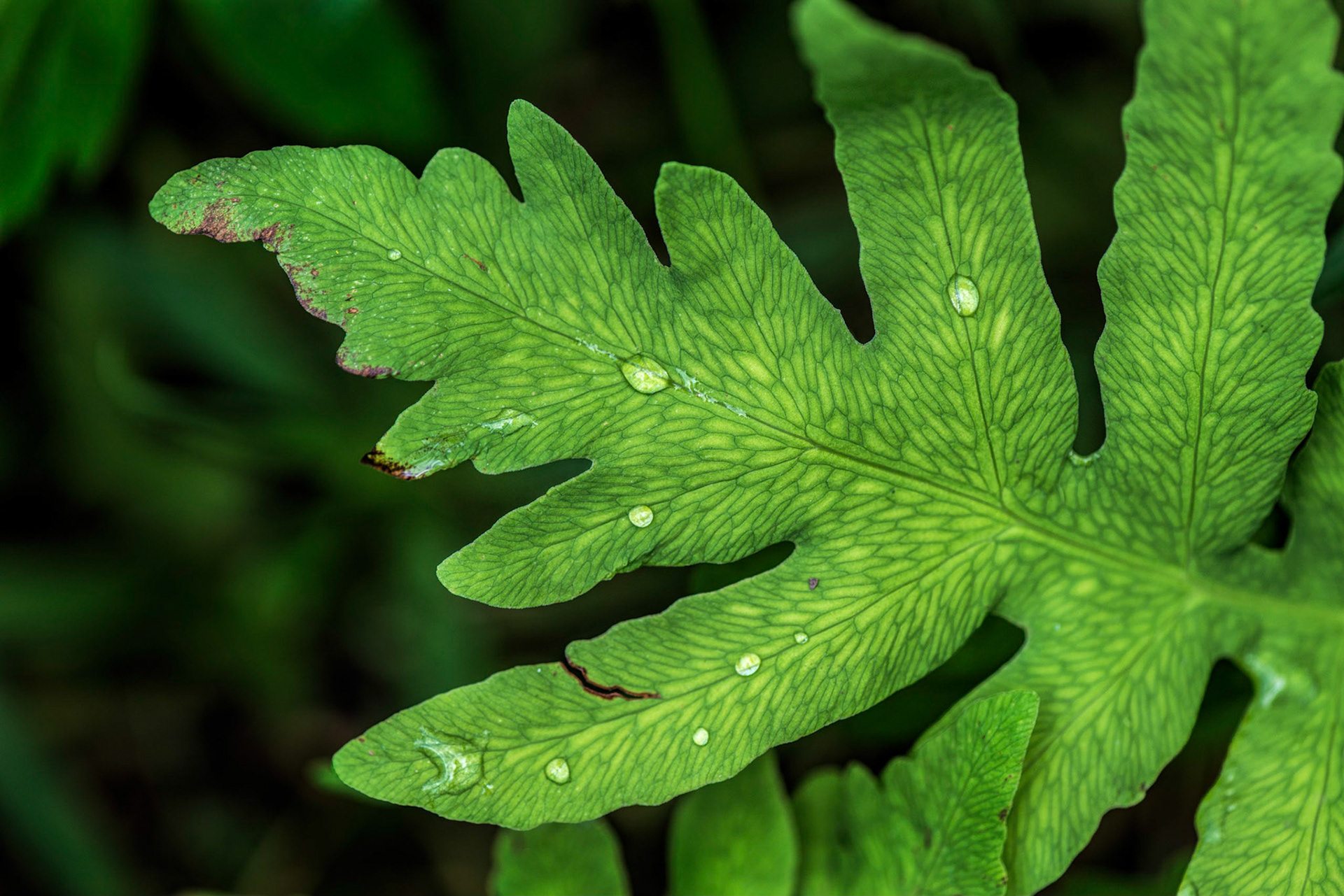 Leaves are favourite photography subjects, especially when they have droplets on them.
