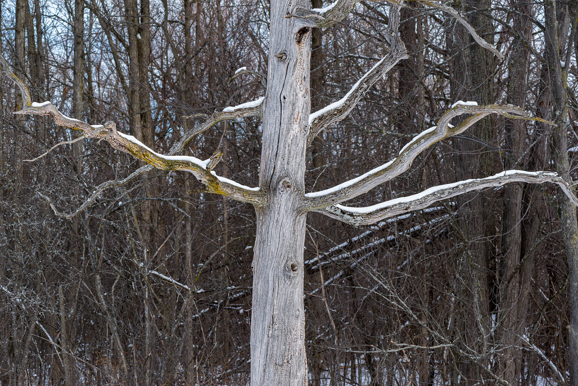 This guardian would not suffer us to pass. Thankfully, our way led in a different direction.