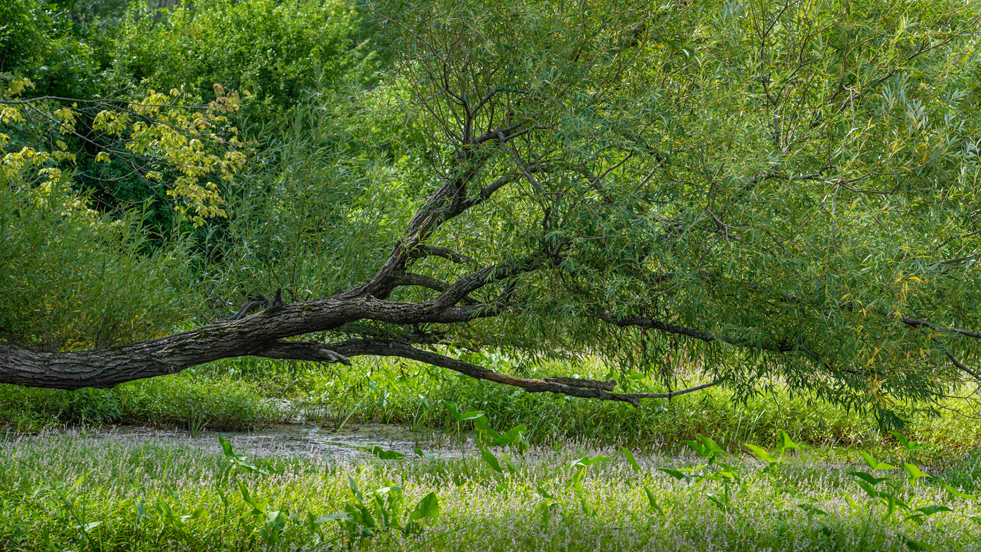 I was immediately drawn to this leaning tree and its surrounding lush foliage. Found next to the Deschenes Rapids parking lot.