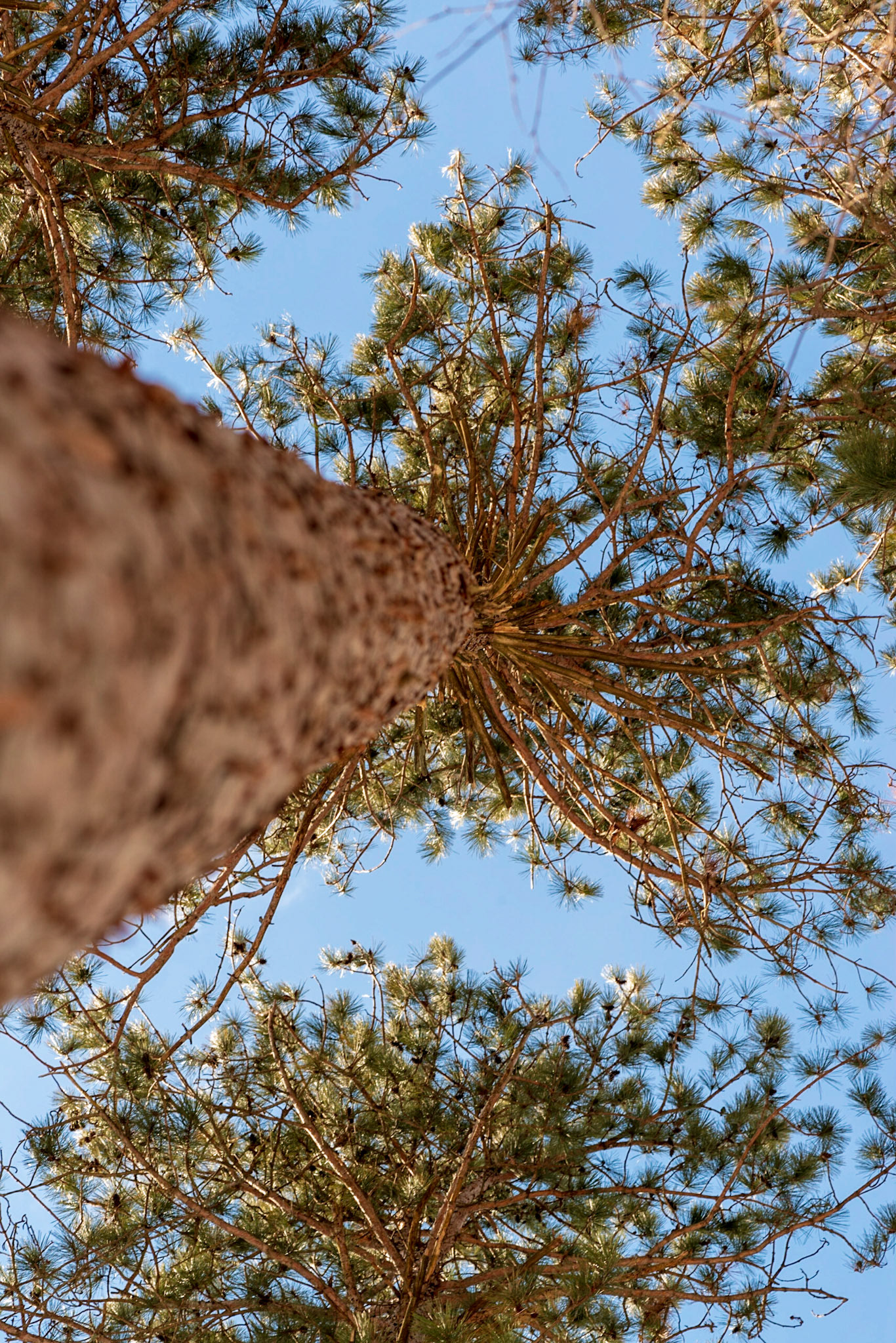 This was a fun shot to take and I took several based on the same idea. I was looking in particular at the position of the neighbouring trees in the frame and how the sky surrounded the main subject.
