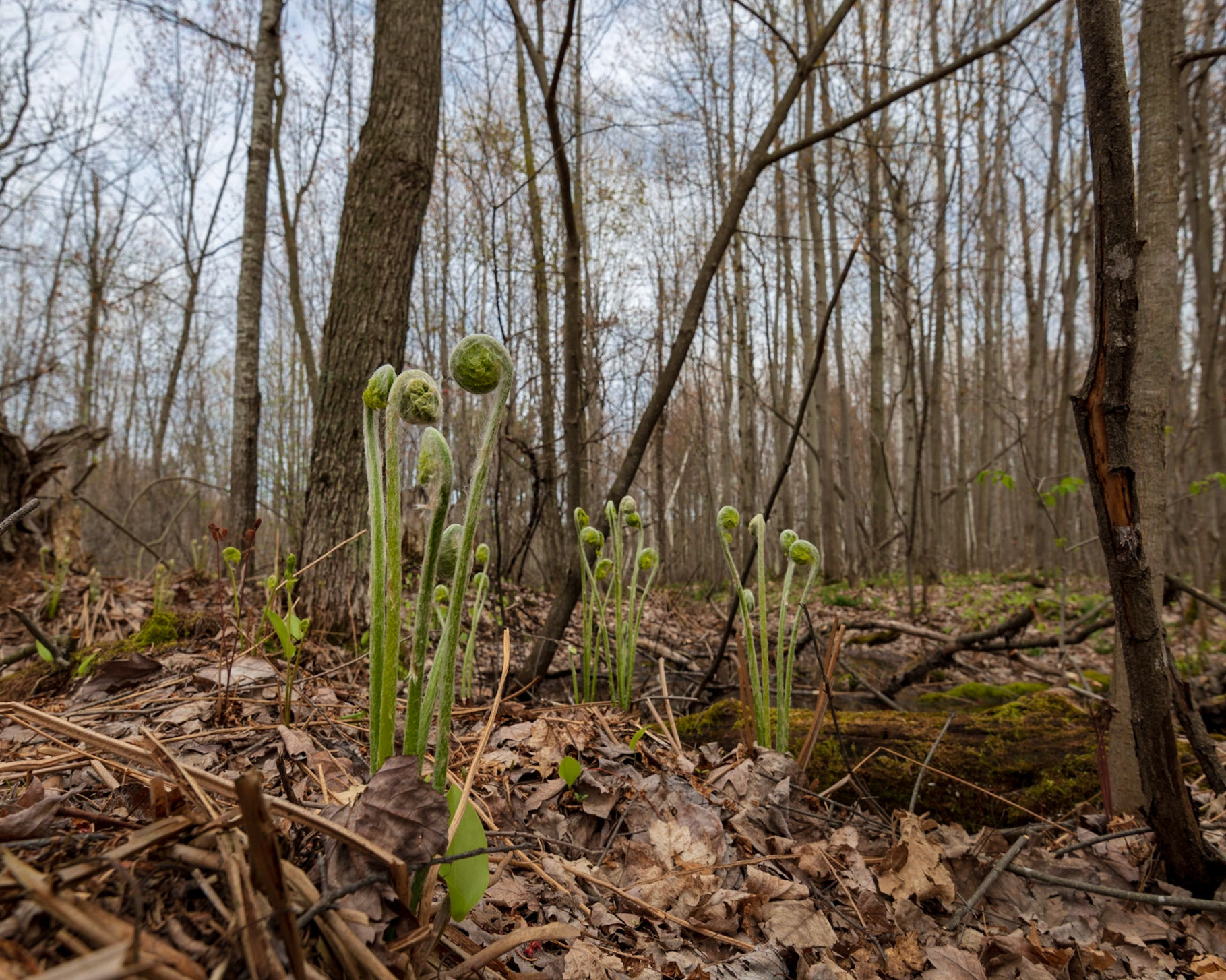 Shot hand-held using a wide-angle lens, this photograph places the emerging ferns in their forest context.