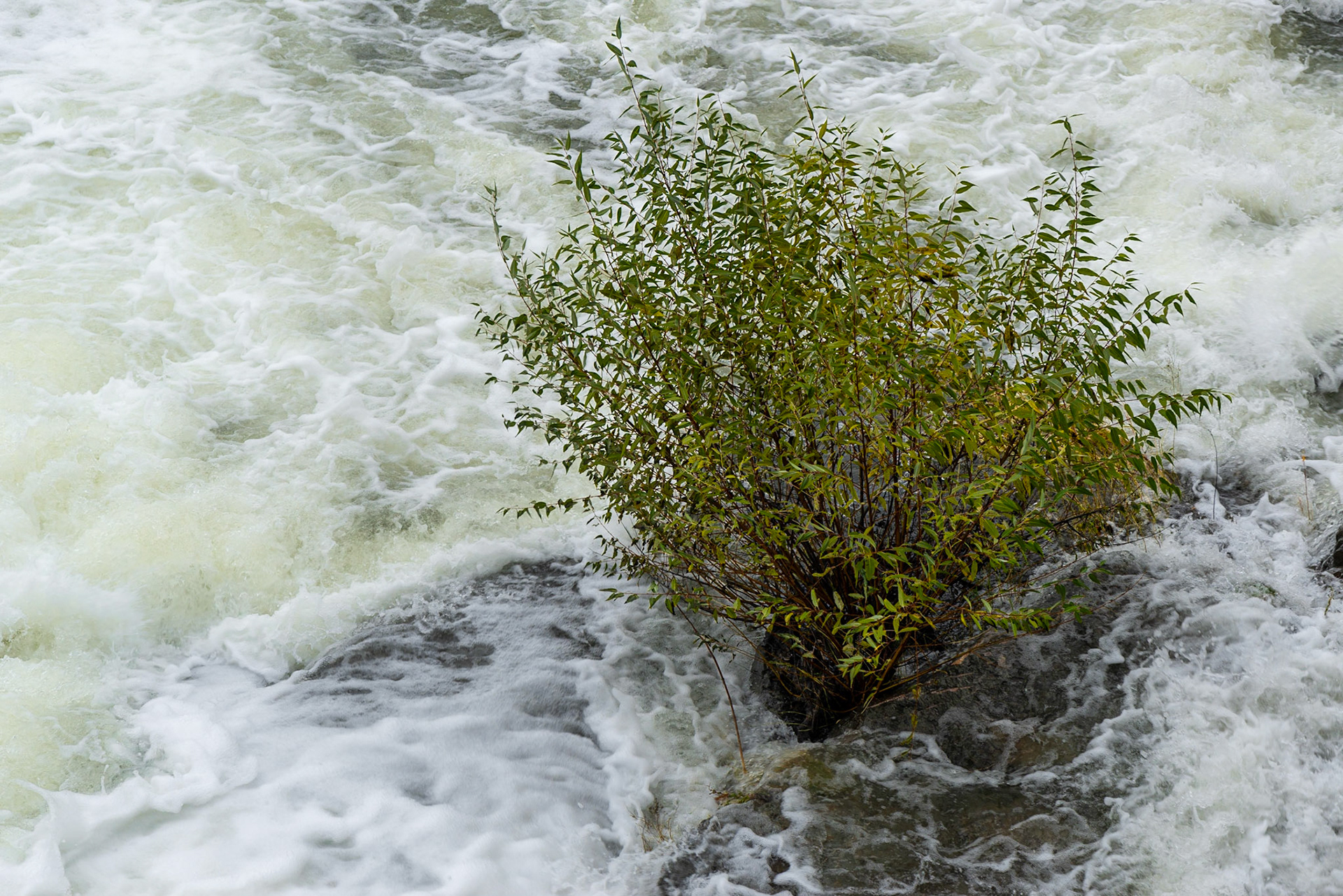I find it amazing that plants can thrive in a water-logged environment such as this.