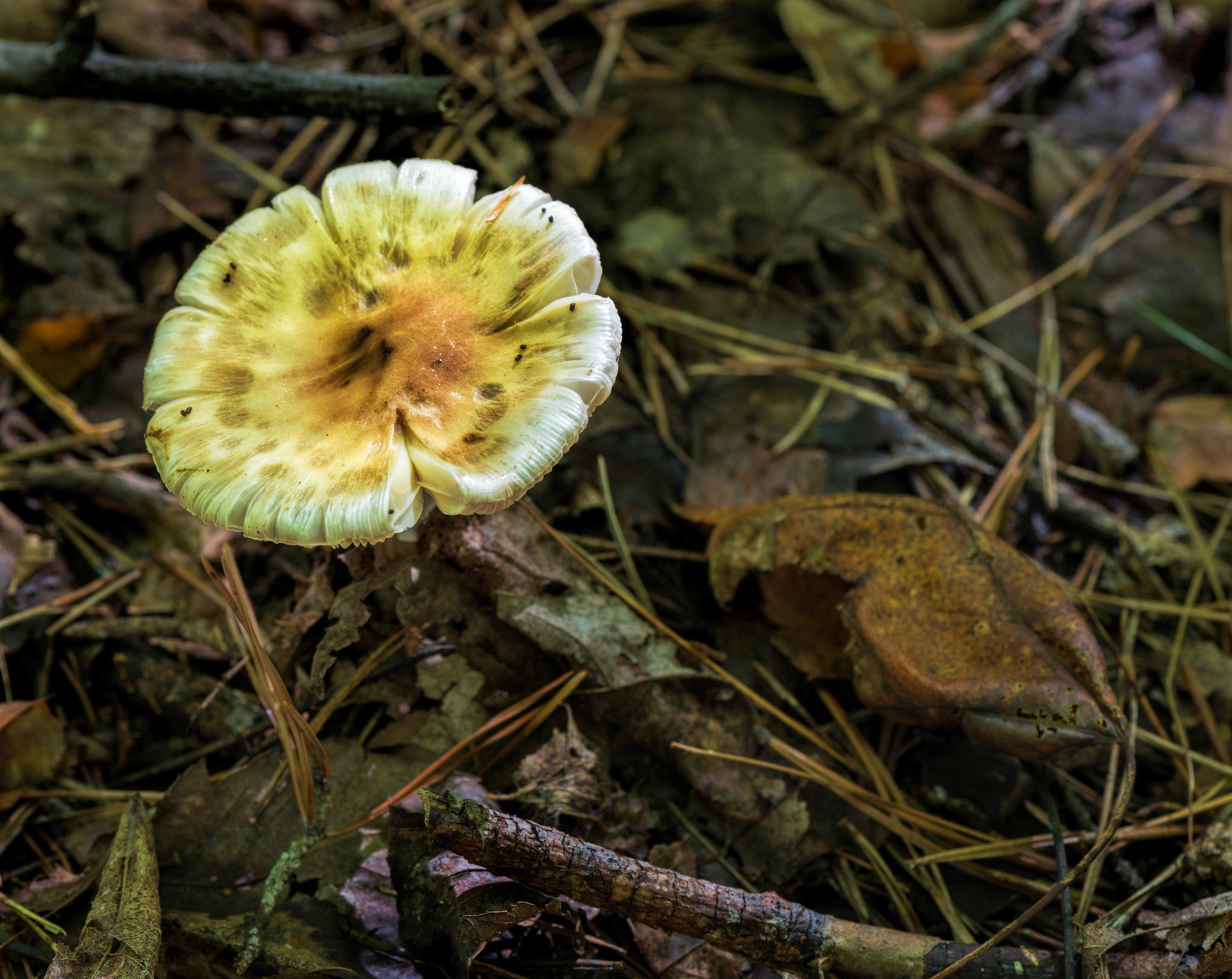 Mushrooms are flowers of the forest. This particular one, while past it's prime, had a nice golden glow.