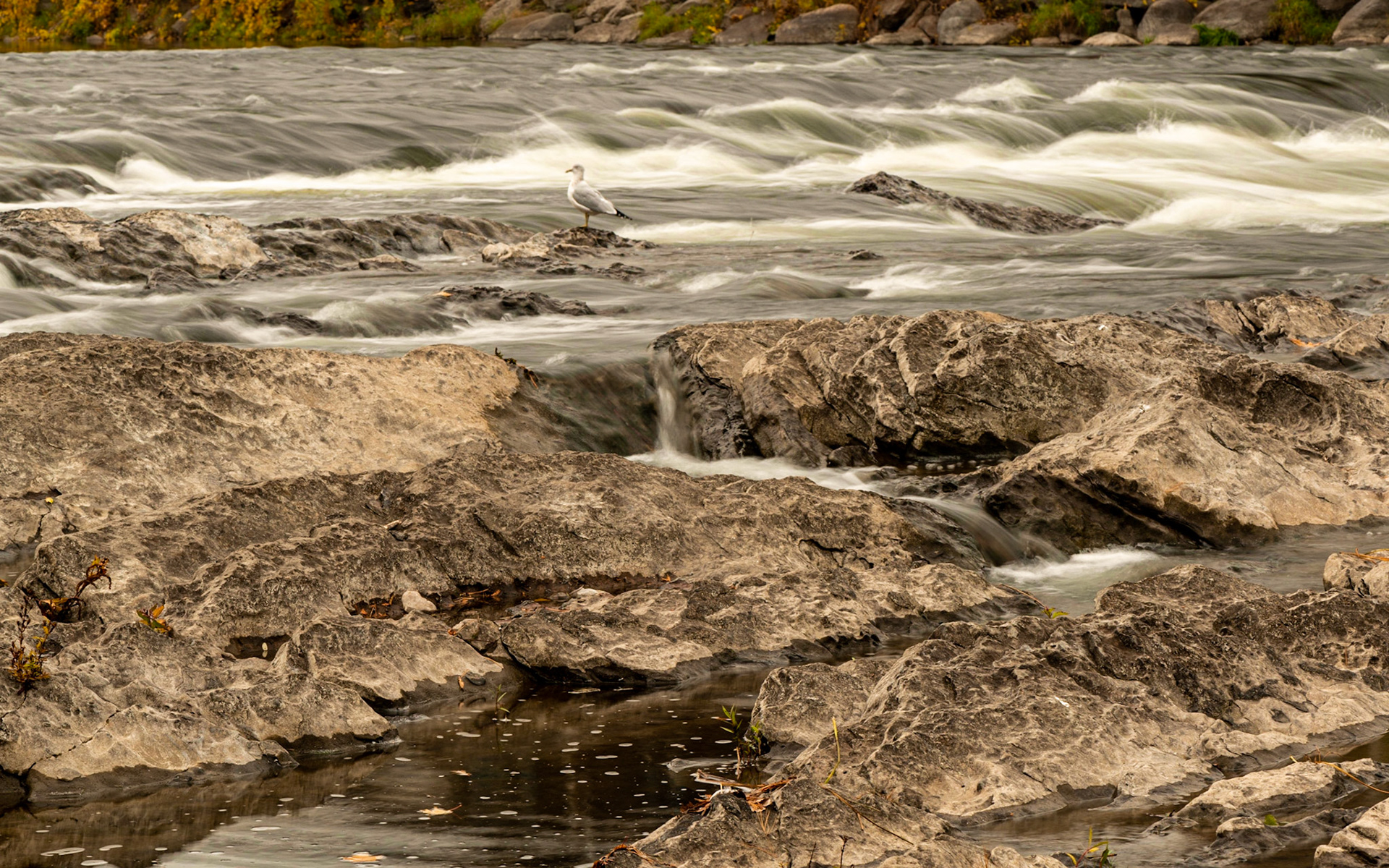 Thankfully, the seagull remained still long enough for this long exposure shot.