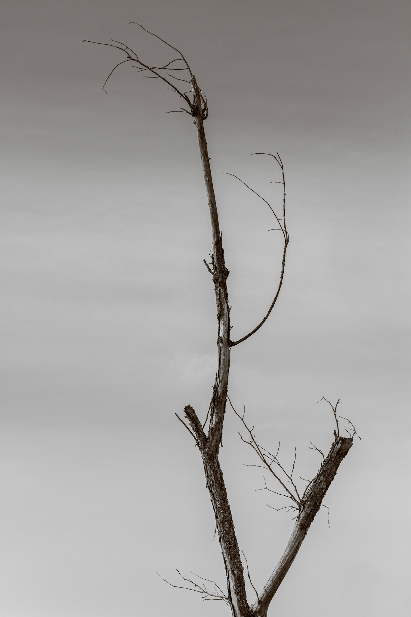 As we walked along, I took several shots of forlorn trees, looking for a shot like this.
