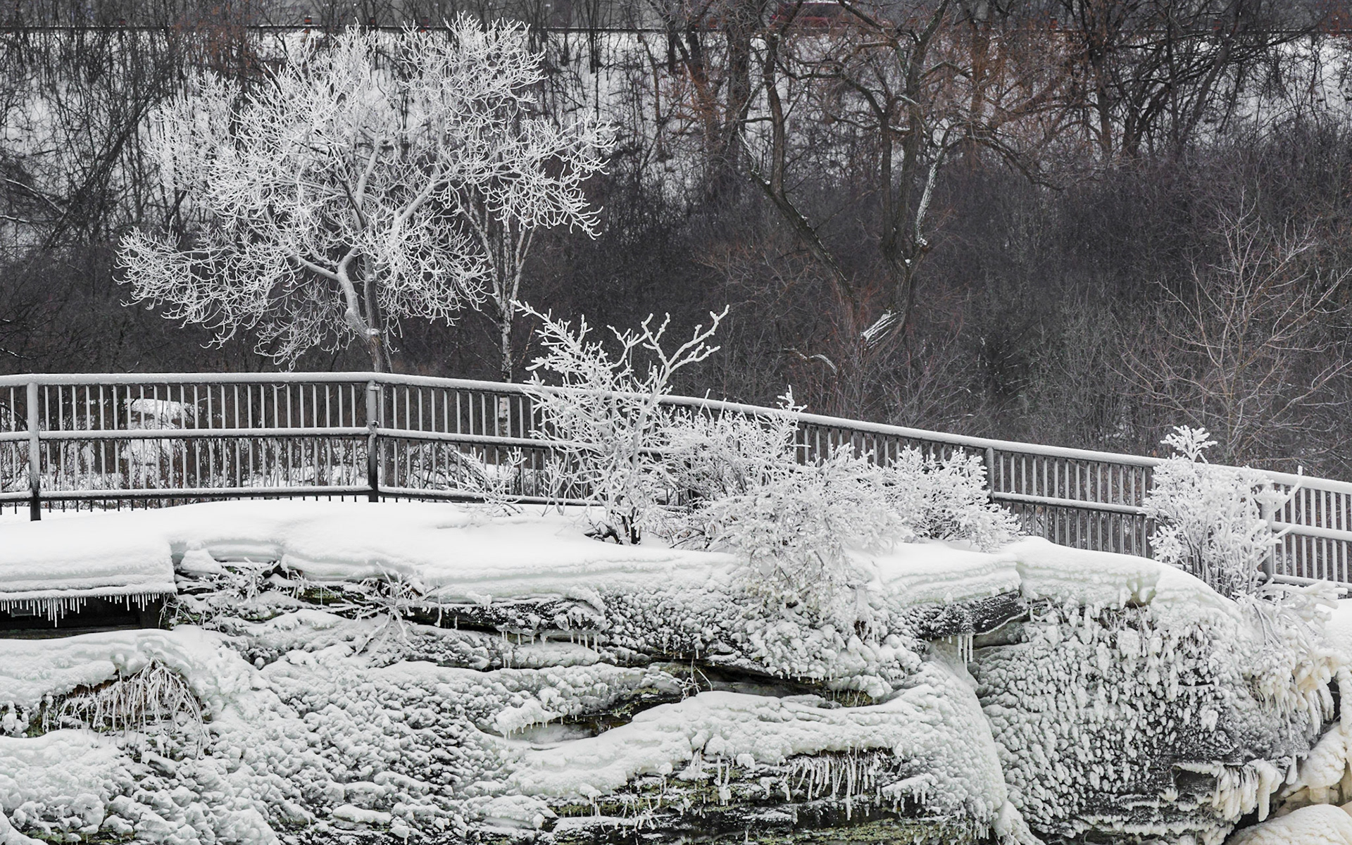Shooting from a higher position would have eliminated the line of the parking lot at the top of the frame, but then I would have needed a ladder. Other than that, I love this shot. I even like the fence since it helps to connect the ice-covered trees and shrubs.
