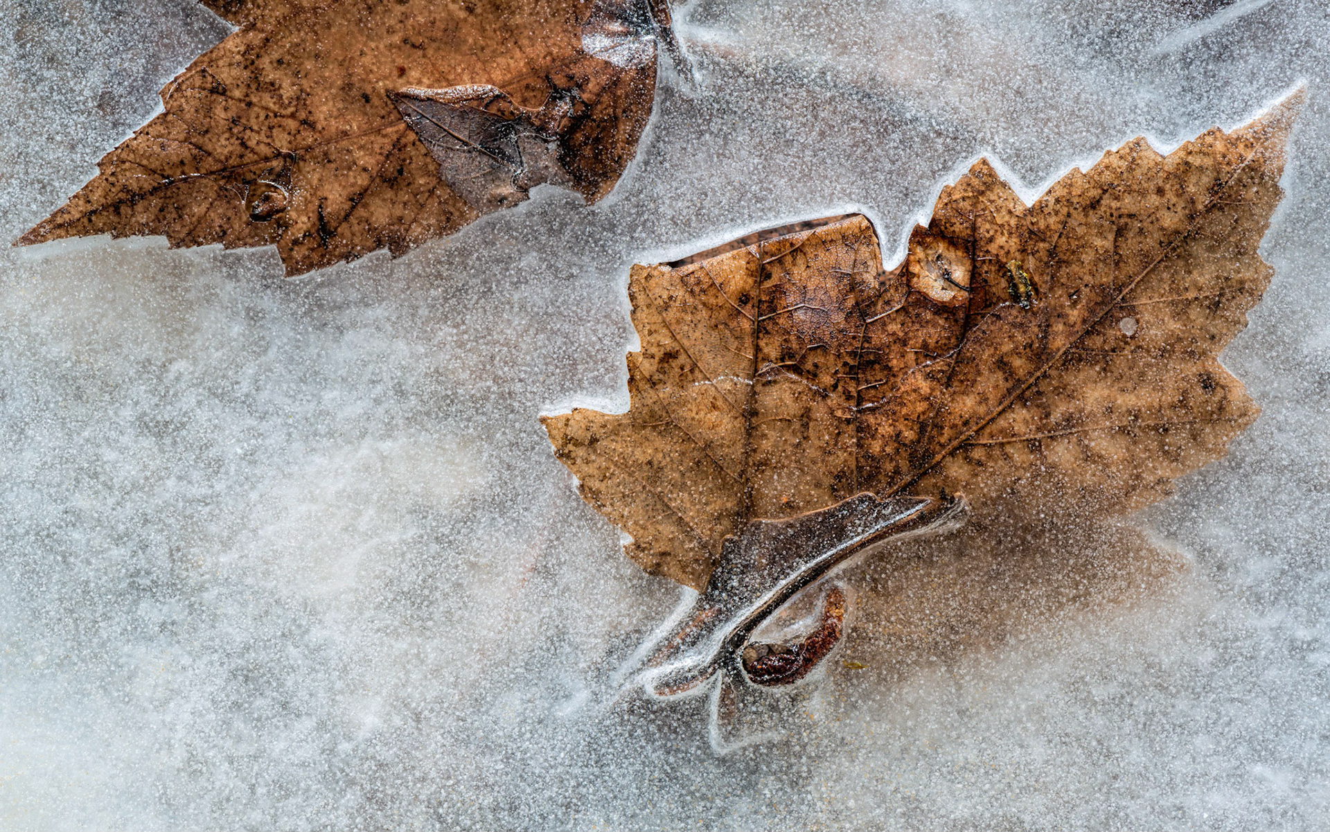 These frozen leaves will soon emerge from the ice and complete their process of decay.