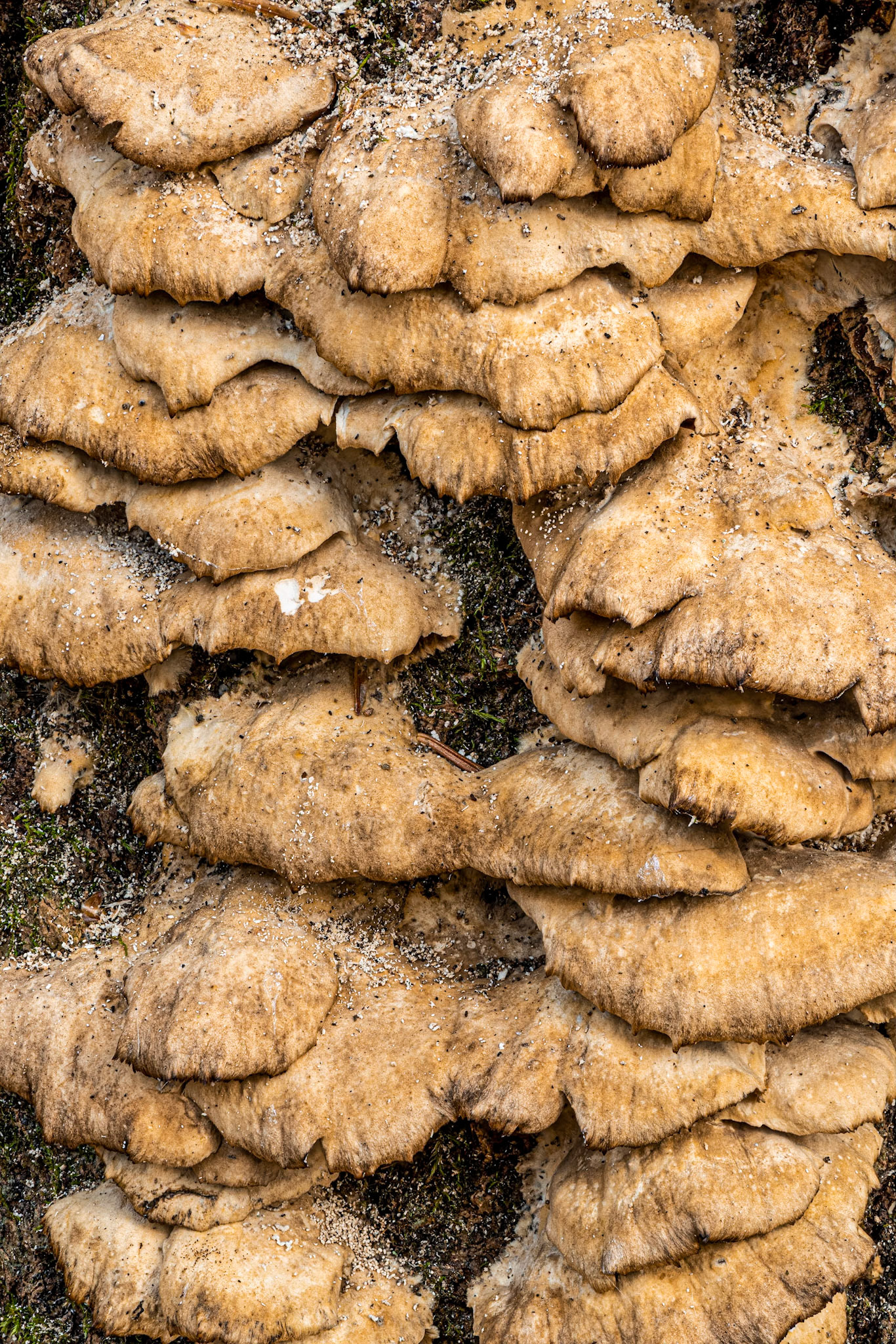 Site 2. Another photo of tree fungus. This is a composite of 18 focus stacked shots.