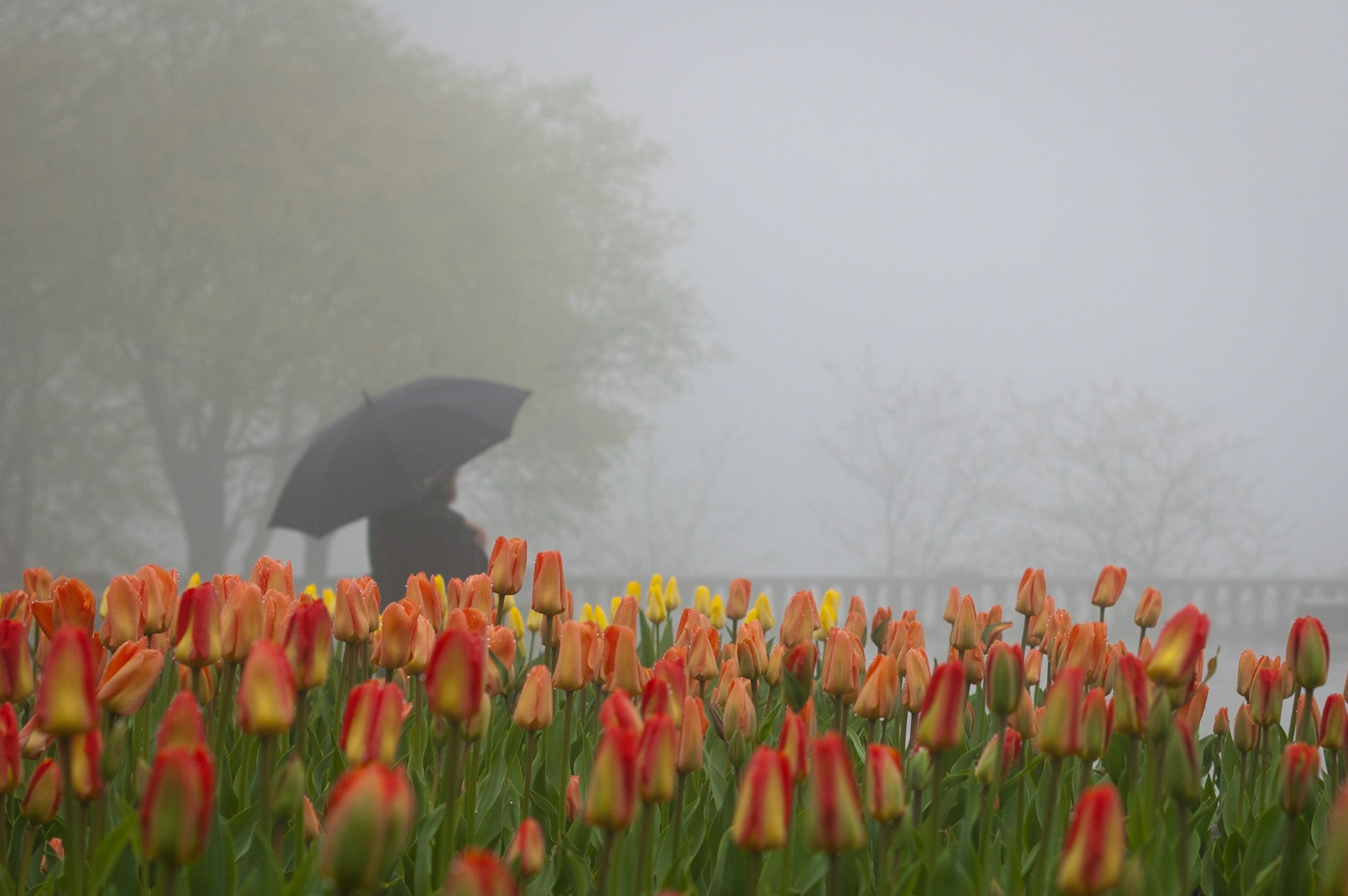 Mont Royal, Montreal, Quebec; May 2011