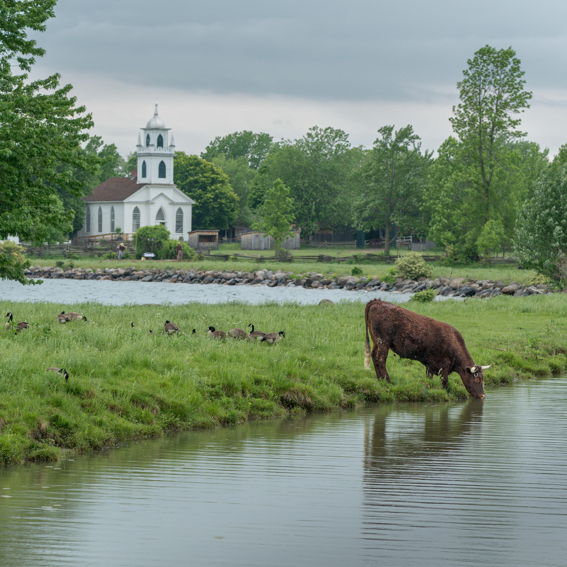 I saw the bull walking over to drink and waited for him while I lined up the shot with the iconic church in the background.
