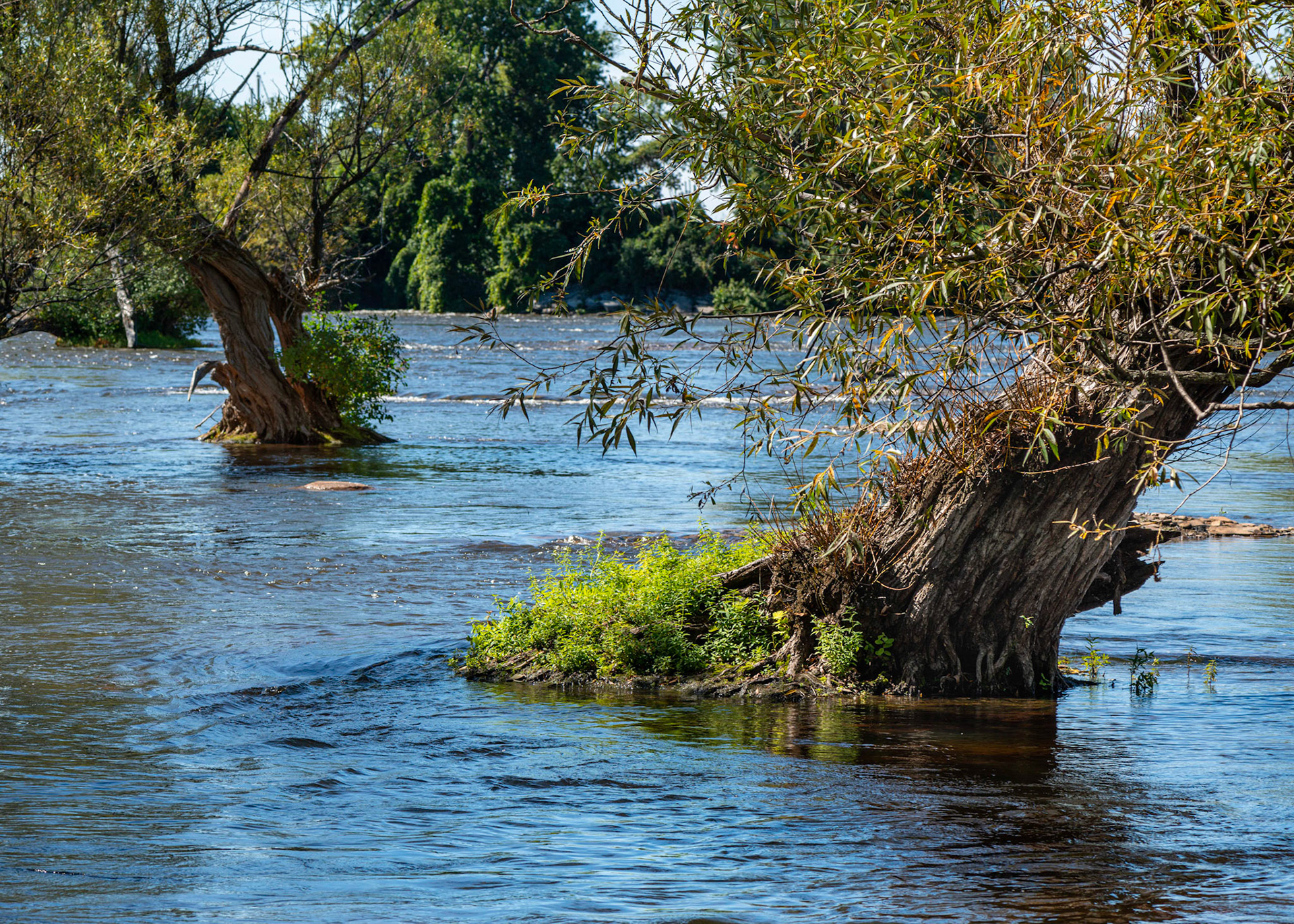 A thin strip of land separates this part of the Ottawa River from the Deschenes Rapids. Somehow, these trees still cling to life.