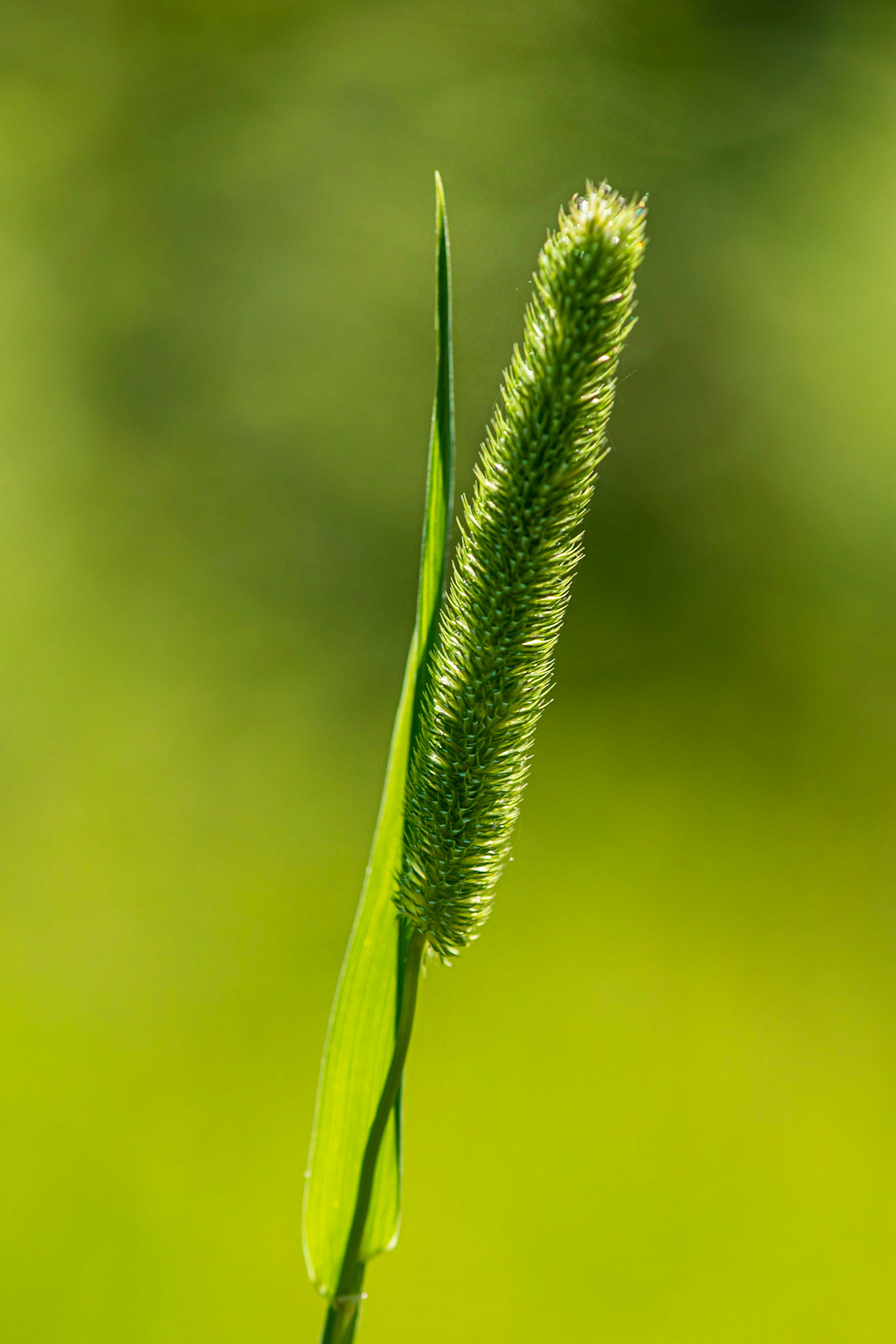 I love the backlighting that is the main feature of this photograph, along with a very simple composition.